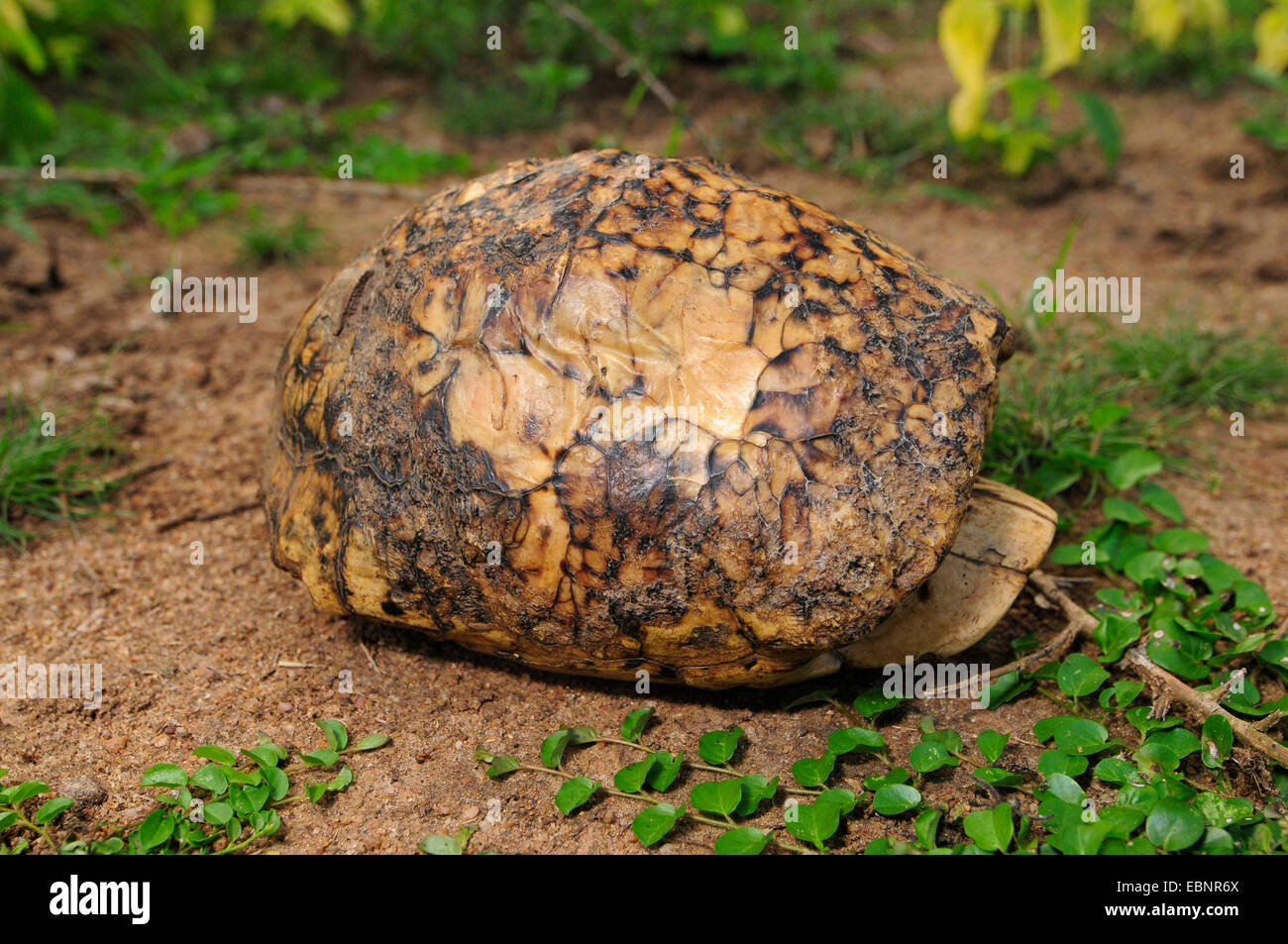 Indian Star Tortoise (Geochelone elegans), scarred from bush fires, Sri Lanka Stock Photo
