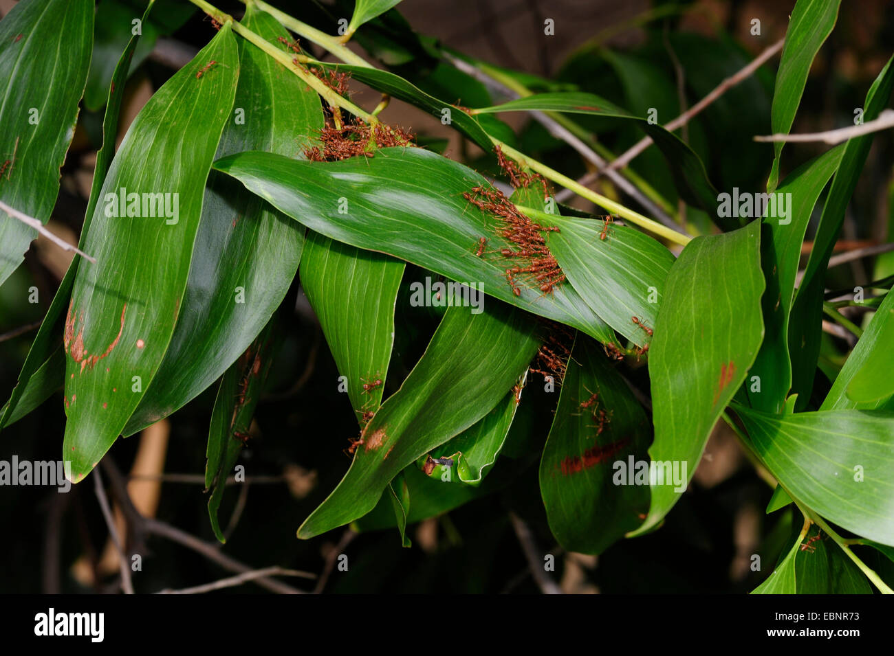 Weaver Ants (Oecophylla spec.), weaver ants pulling leaves together, Sri Lanka Stock Photo