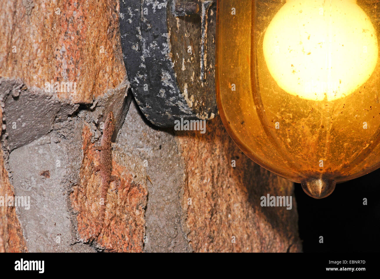 Brook's half-toed gecko, Brook's gecko, African house gecko (Hemidactylus brookii), well camouflaged at a house wall, Sri Lanka Stock Photo