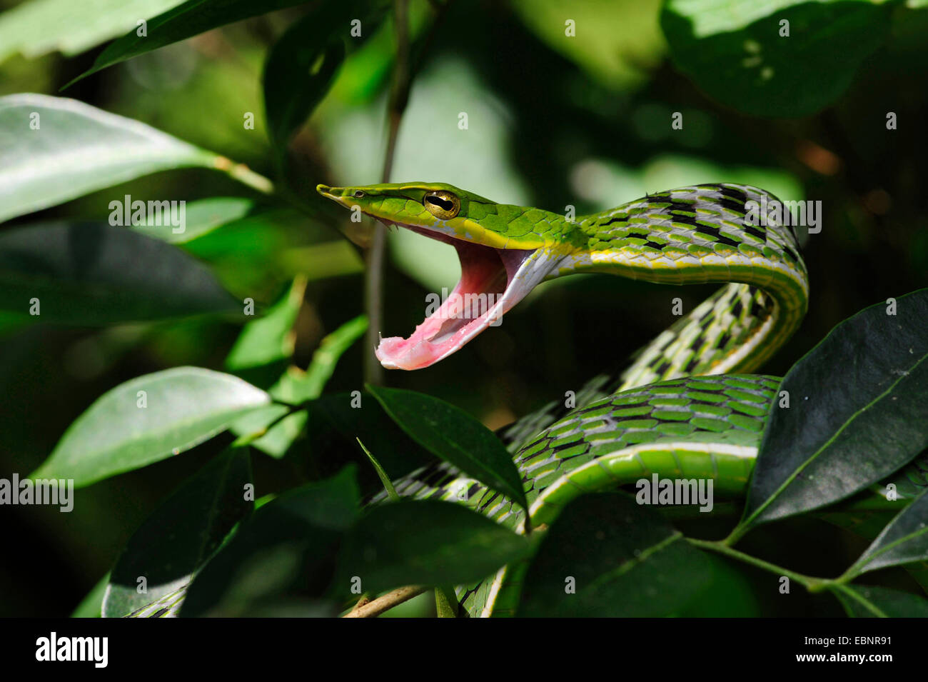 Longnose whipsnake, Green vine snake (Ahaetulla nasuta), threatening with mouth open, Sri Lanka, Sinharaja Forest National Park Stock Photo