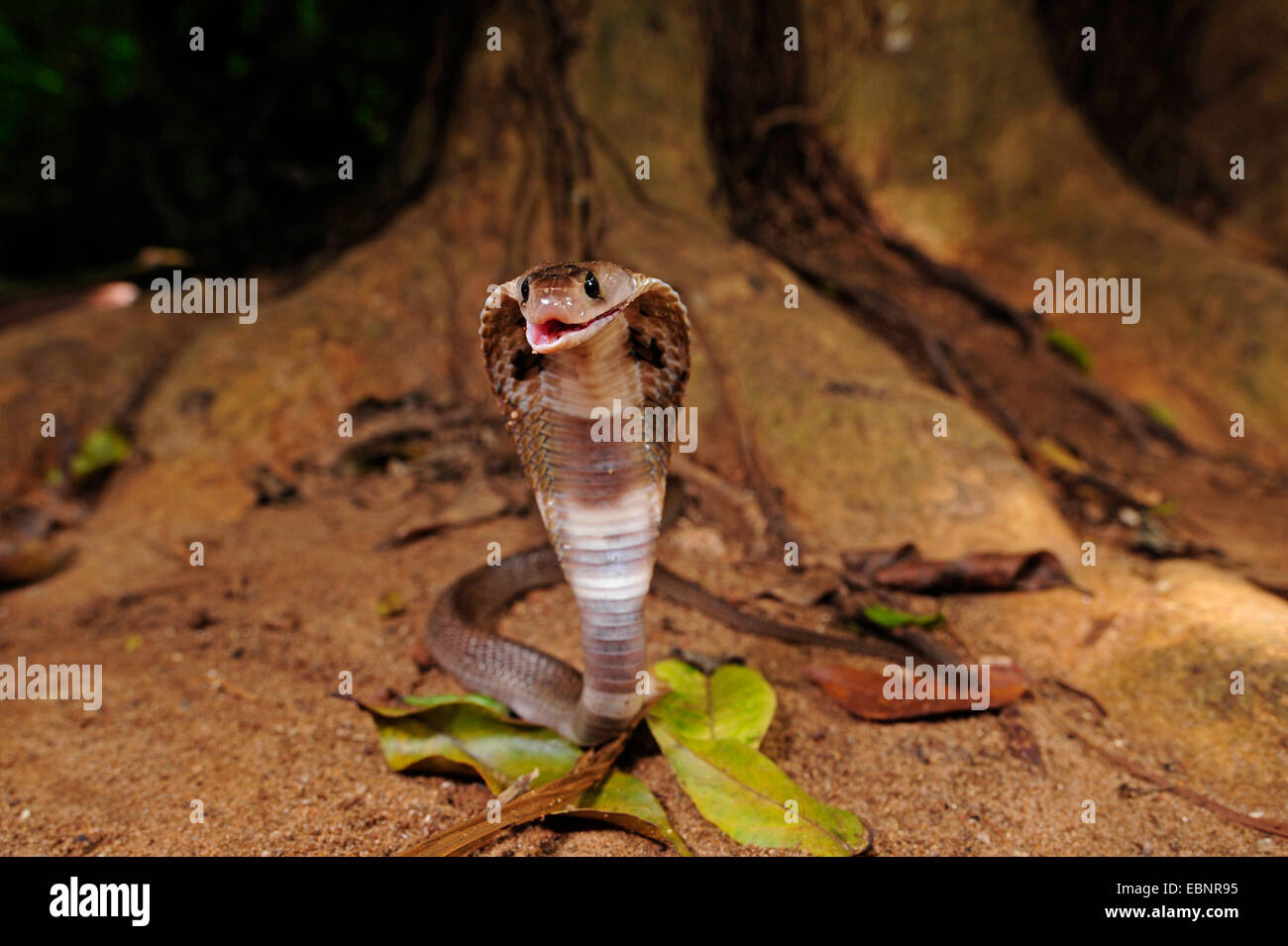 common cobra, Indian cobra (Naja naja), in defence posture, Sri Lanka Stock Photo