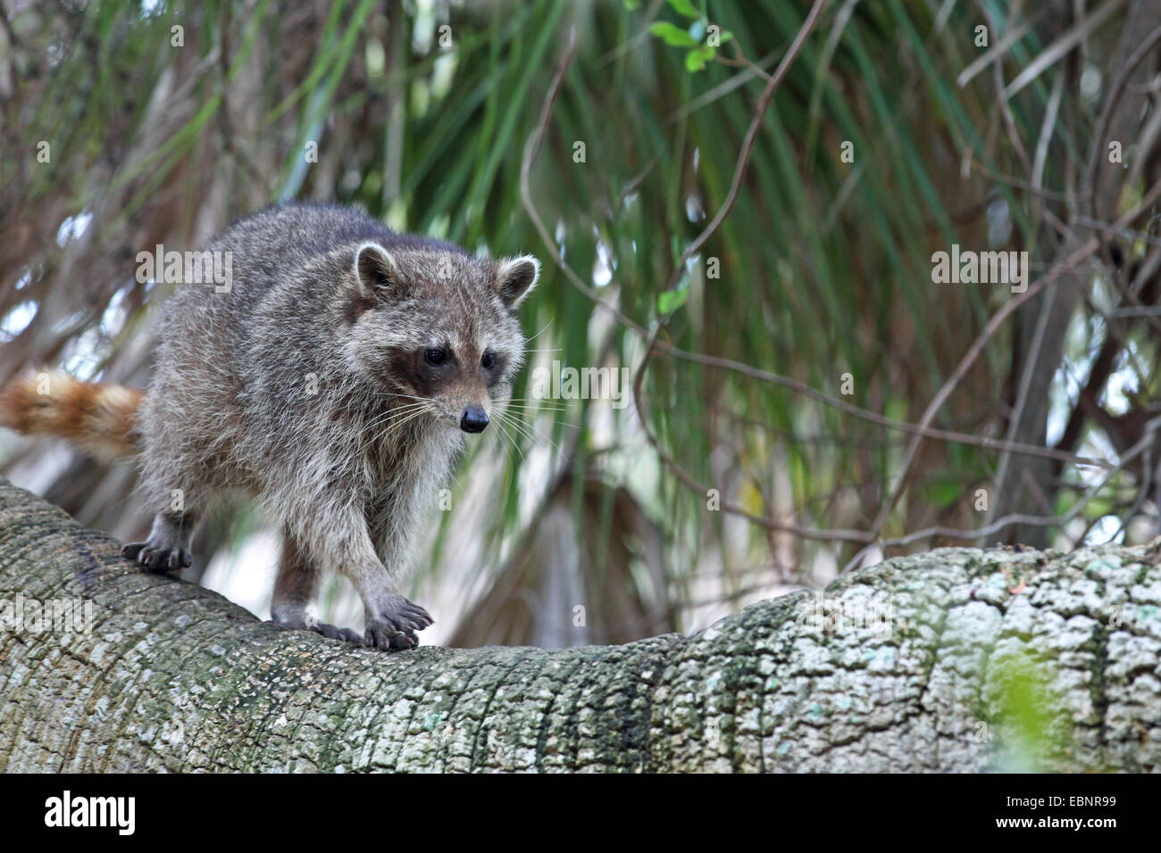 common raccoon (Procyon lotor), young racoon goes on a palm stem, USA, Florida, Fort de Soto Stock Photo