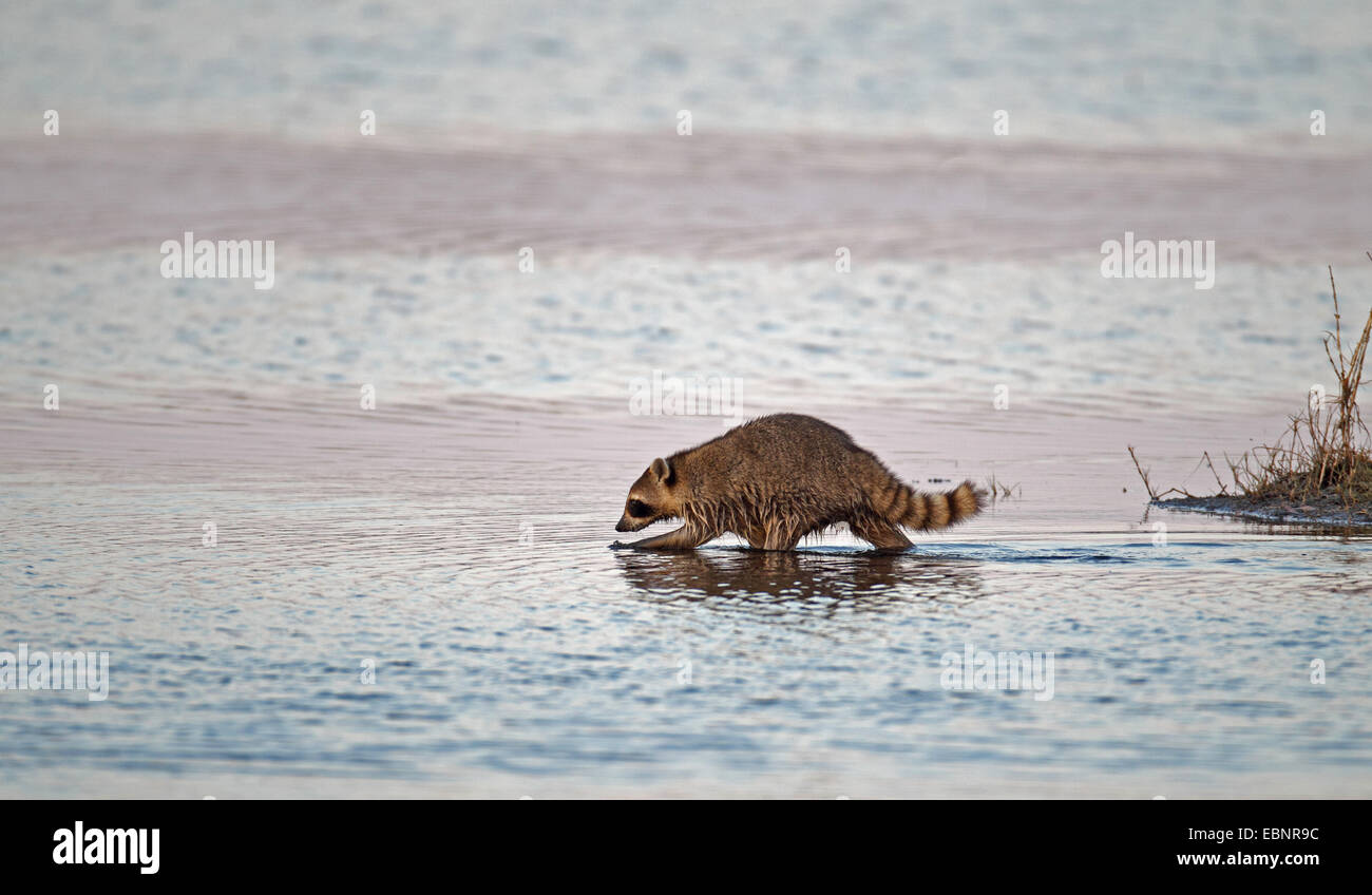 common raccoon (Procyon lotor), racoon goes through shallow water, USA, Florida, Merritt Island Stock Photo