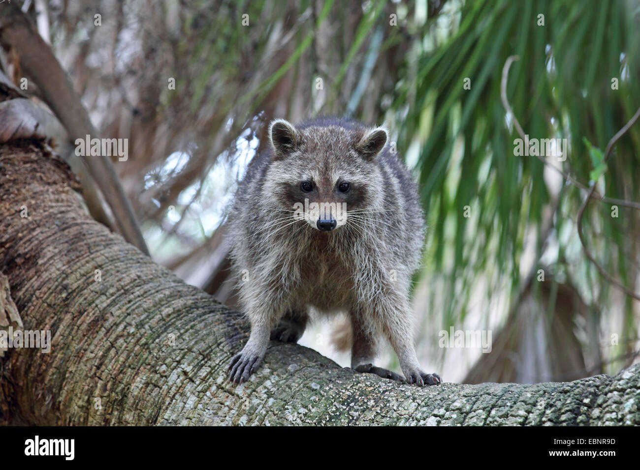 common raccoon (Procyon lotor), young racoon stands in a palm, USA, Florida, Fort de Soto Stock Photo
