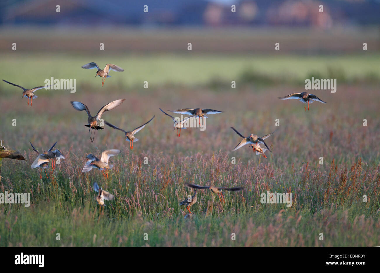 black-tailed godwit (Limosa limosa), flying and calling flock tries to chase away a fox, Netherlands, Frisia Stock Photo