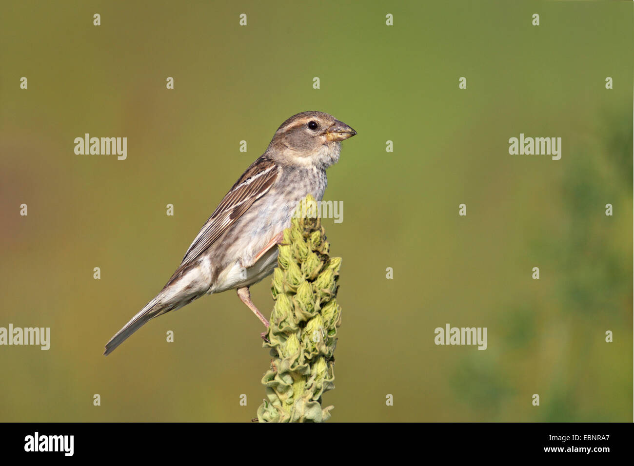 Spanish sparrow (Passer hispaniolensis), female sits on a mullein ...