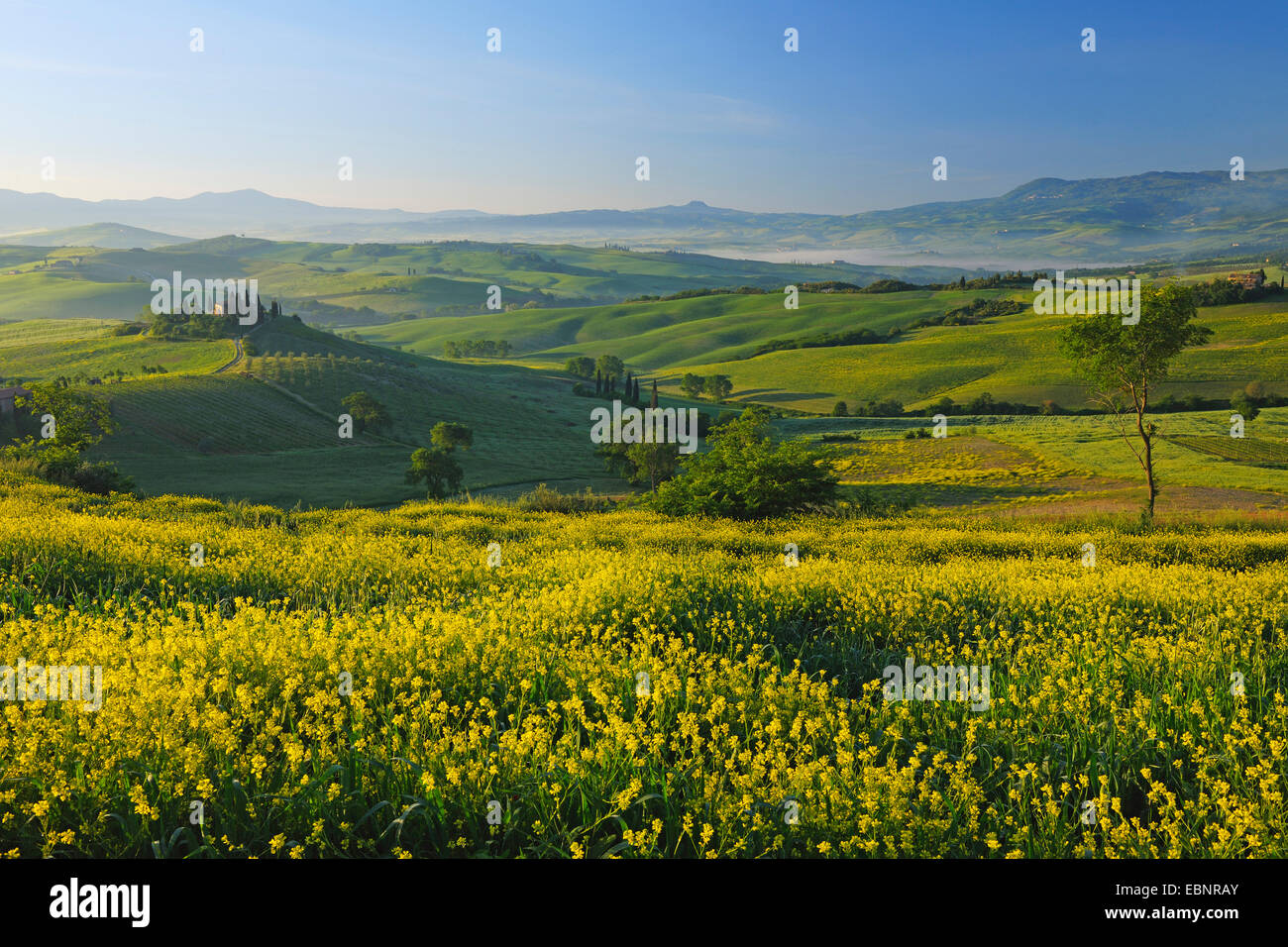 green and hilly farmland in spring, Italy, Tuscany, Val d Orcia , San Quirico d Orcia Stock Photo