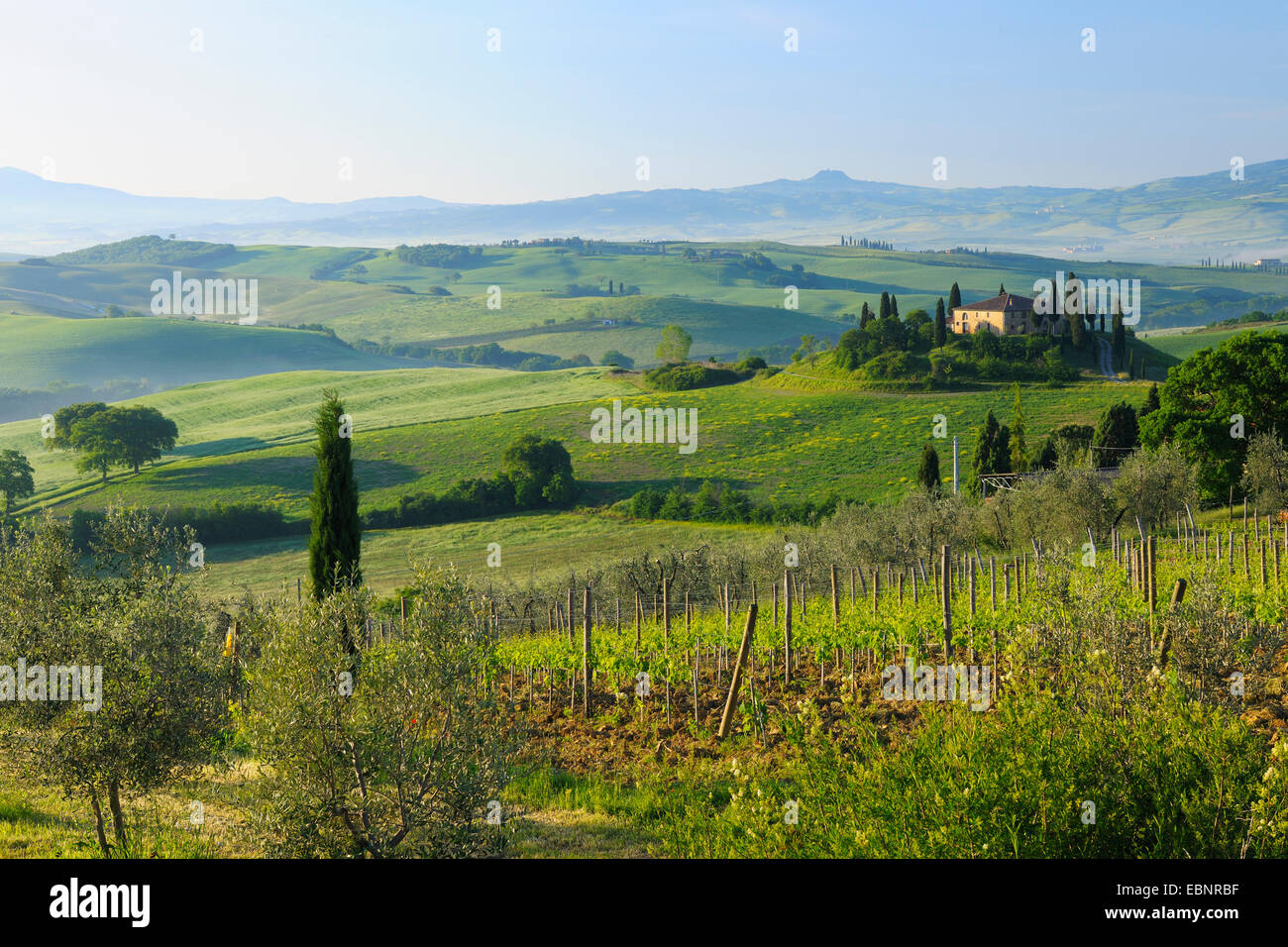 green and hilly farmland with farmhouse in spring, Italy, Tuscany, Val