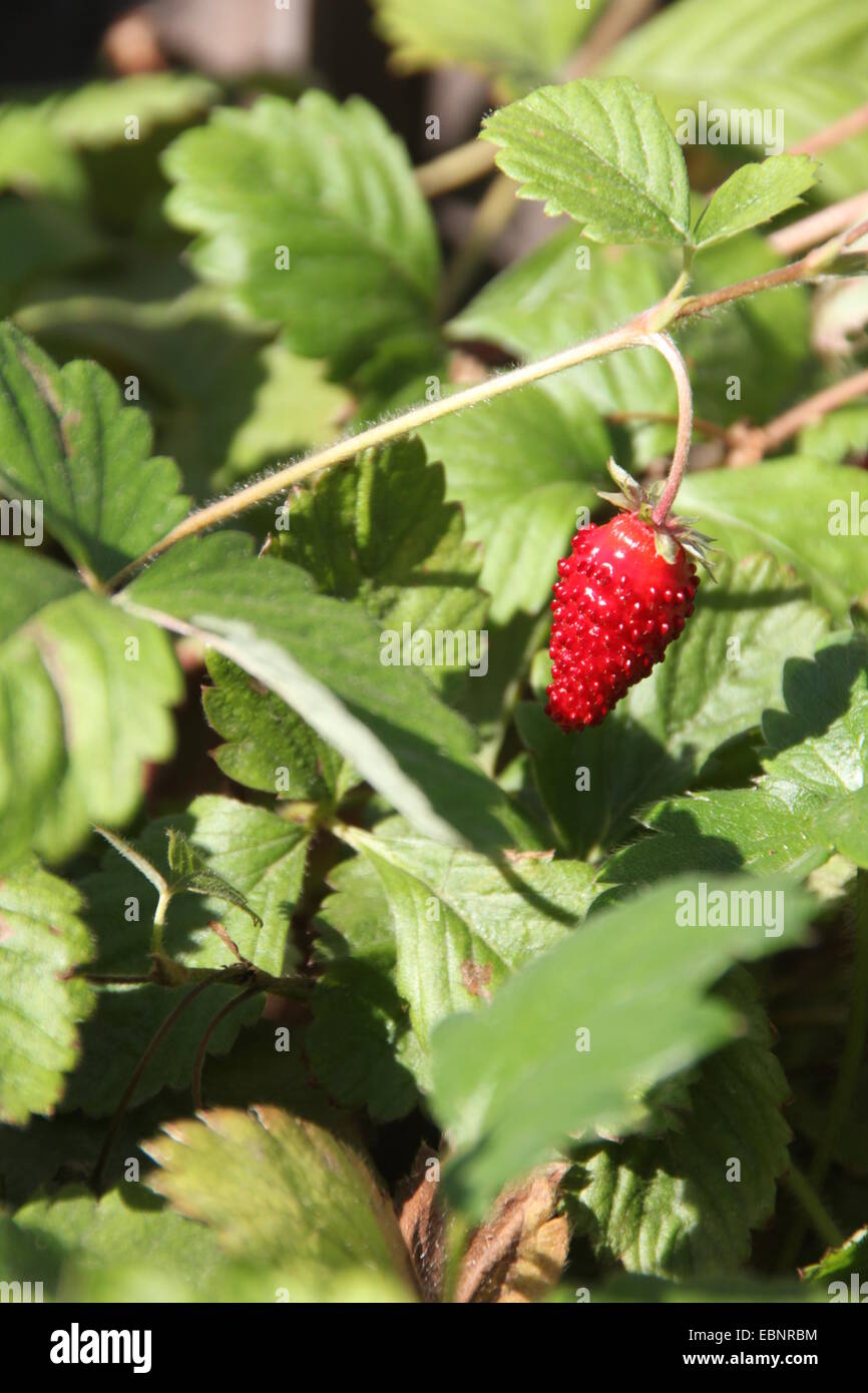 wild strawberry plant growing in garden one single green red fruit sun ...