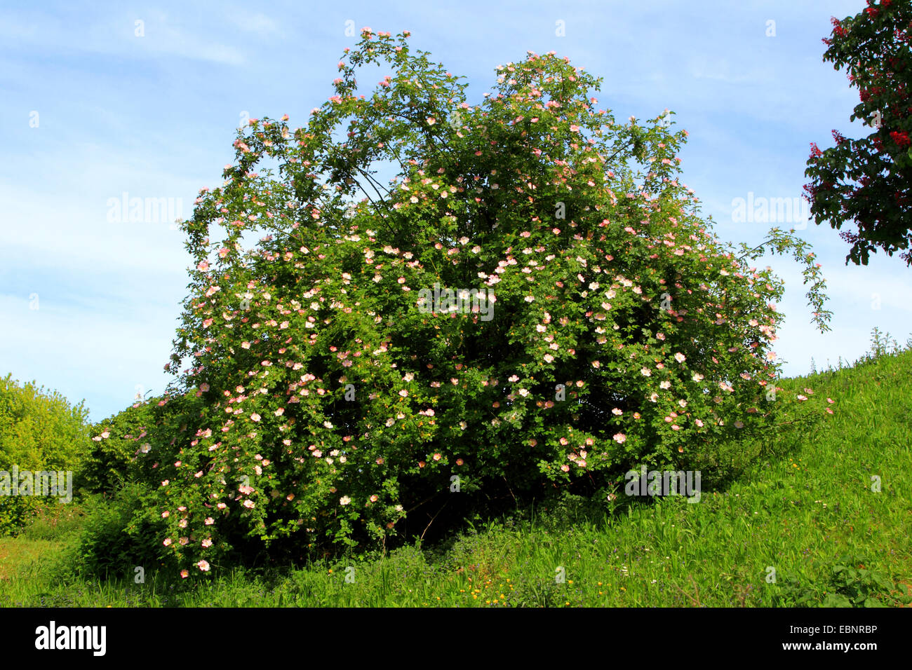 dog rose (Rosa canina), blooming bush, Germany Stock Photo - Alamy