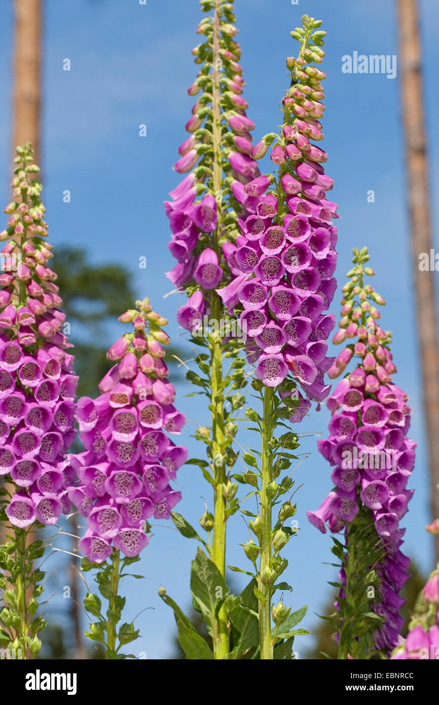common foxglove, purple foxglove (Digitalis purpurea), blooming ...