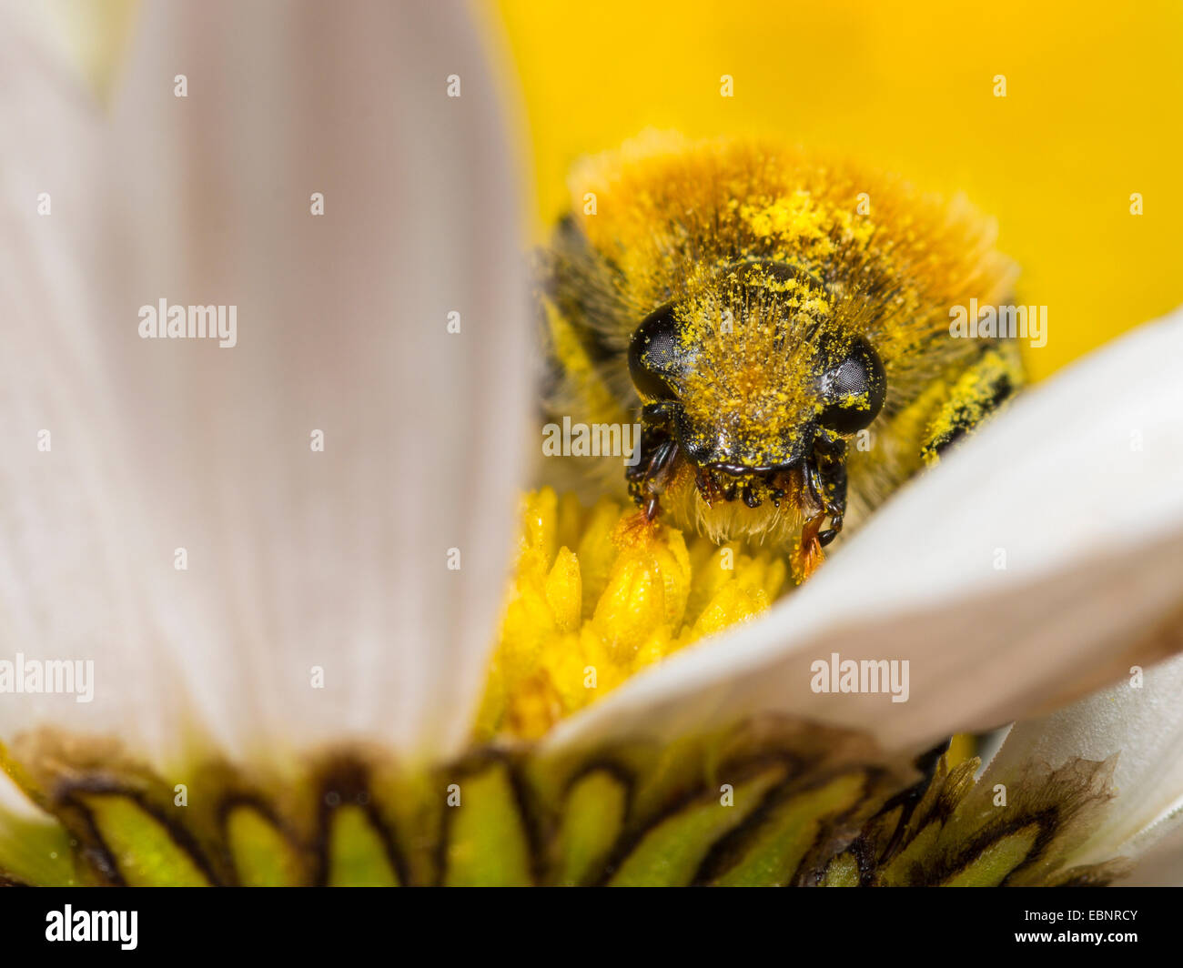 bee chafer, bee beetle (Trichius fasciatus), eating pollen from a ox-eye daisy , Germany Stock Photo
