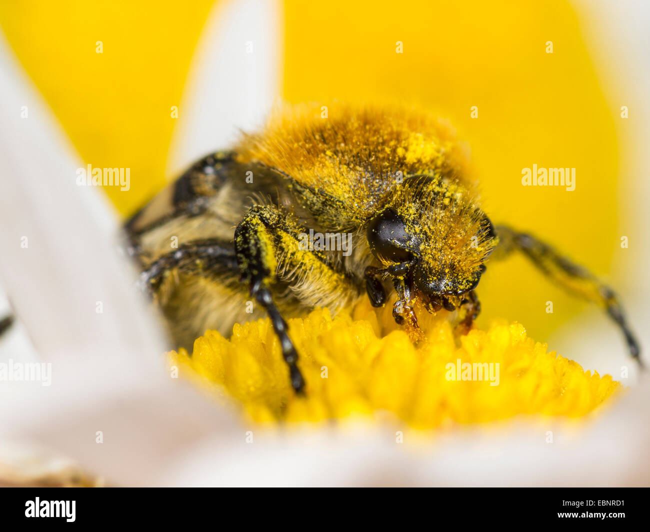 bee chafer, bee beetle (Trichius fasciatus), eating pollen from a ox-eye daisy , Germany Stock Photo
