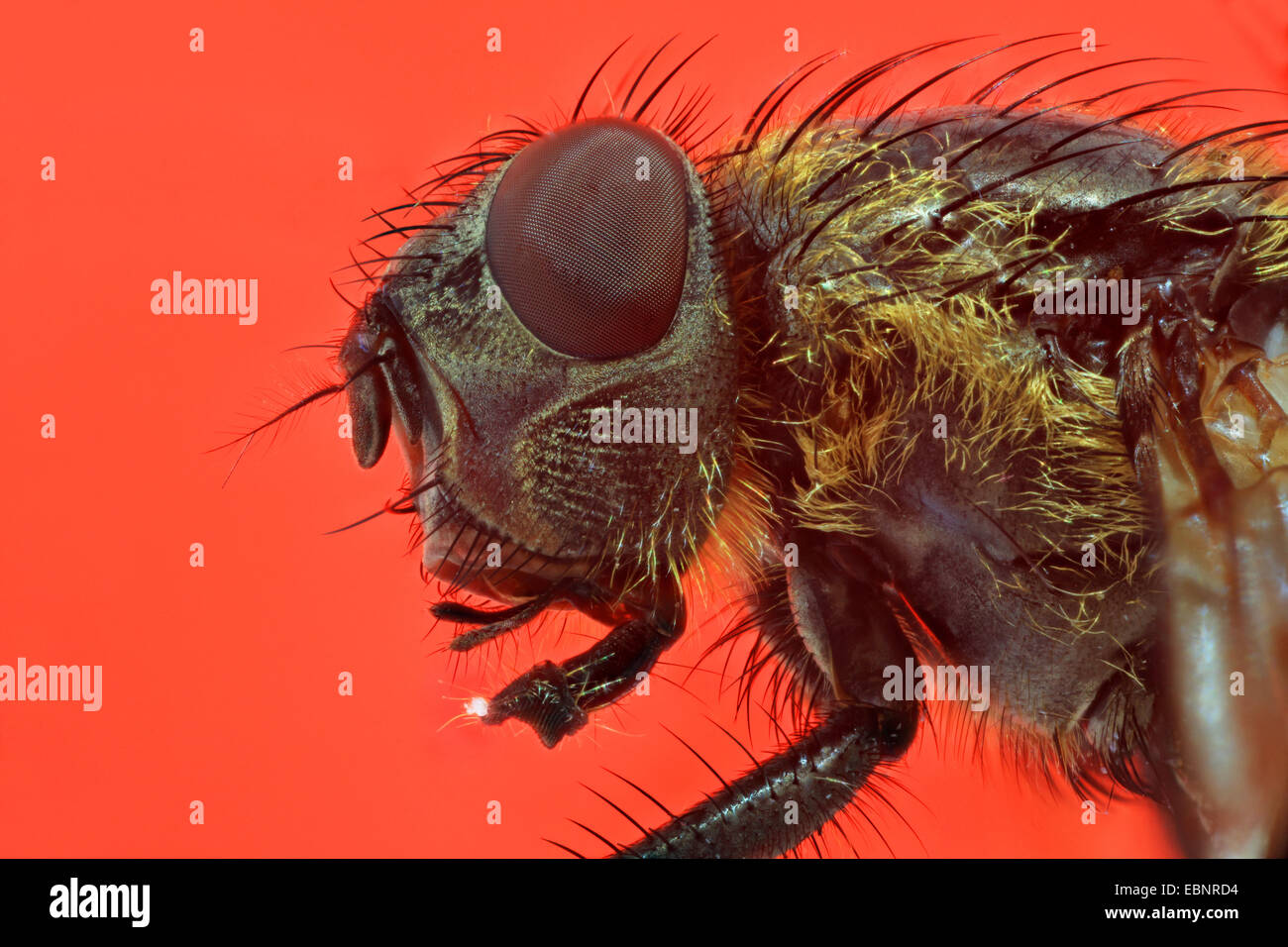 fly (Brachycera, Diptera), head of a fly, macro shot, with a piece of sugar on labellum Stock Photo