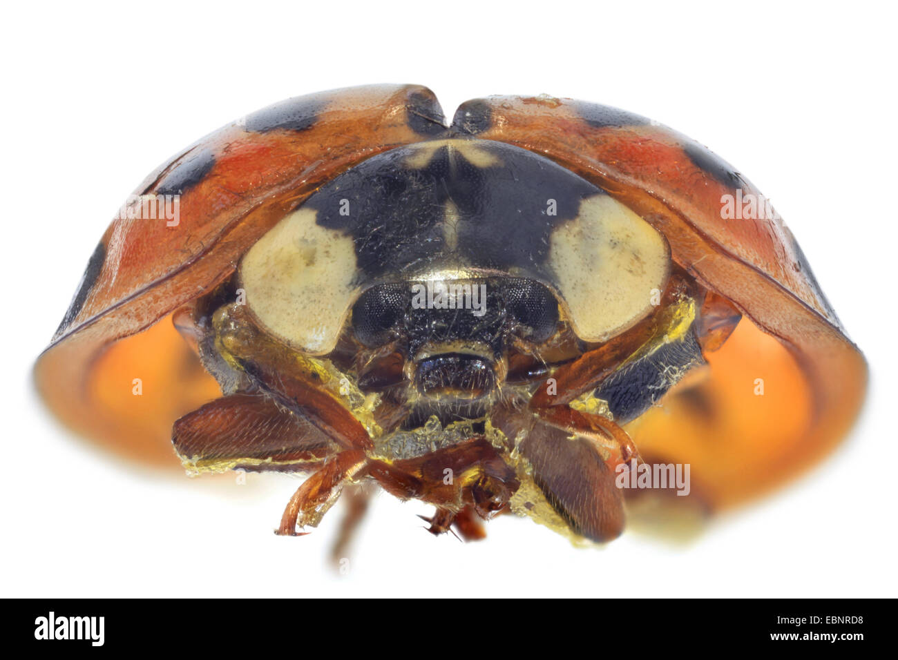multicoloured Asian beetle (Harmonia axyridis), macro shot of the head Stock Photo