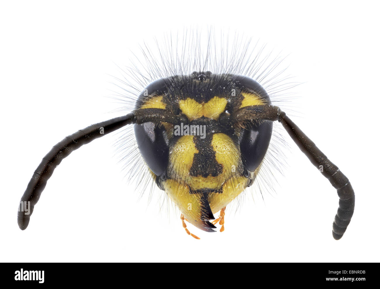 common wasp (Vespula vulgaris, Paravespula vulgaris), macro shot of the queen Stock Photo