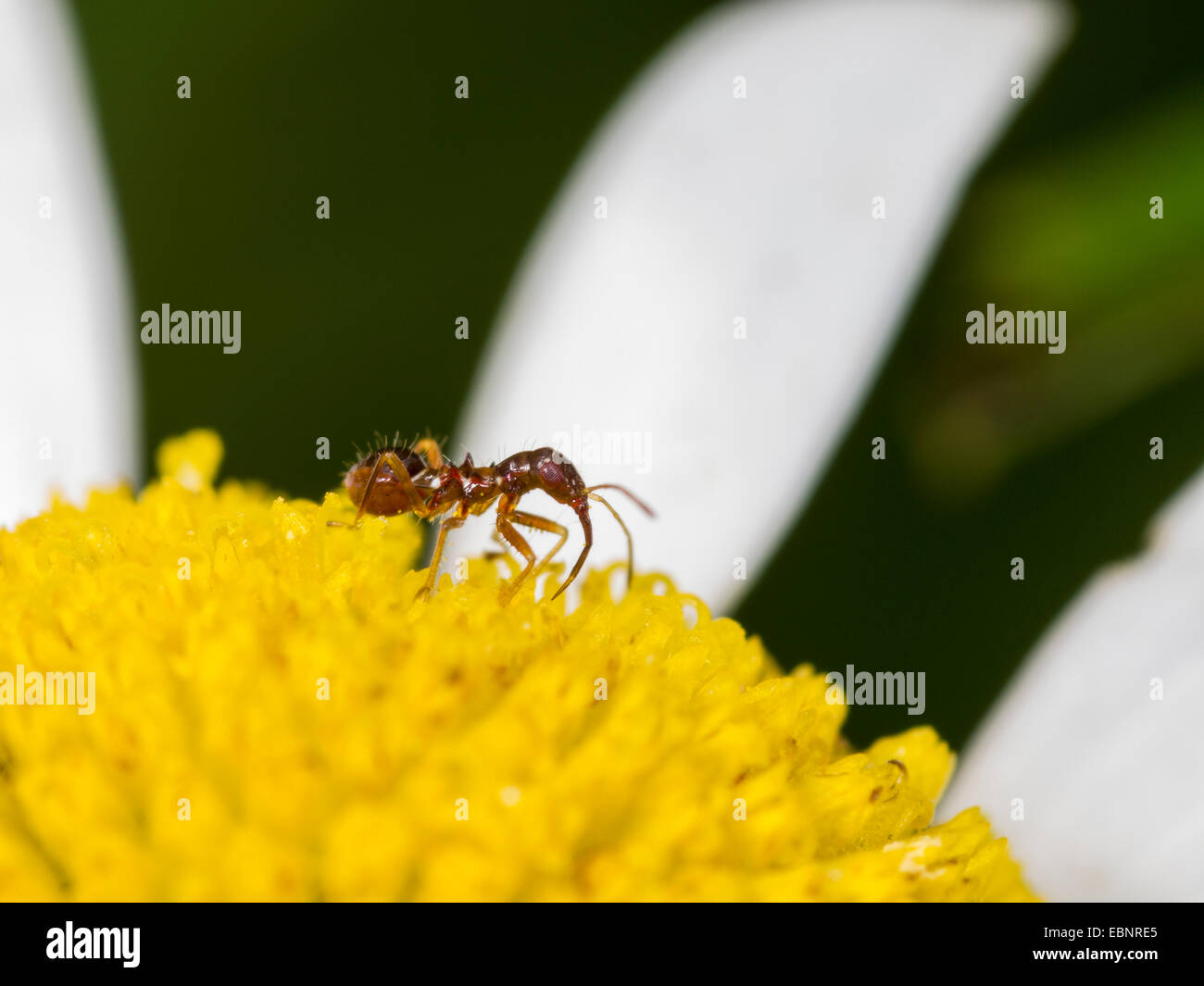 Samsel bug (Himacerus mirmicoides), young larva hunting thrips on a  ox-eye daysi flower , Germany Stock Photo