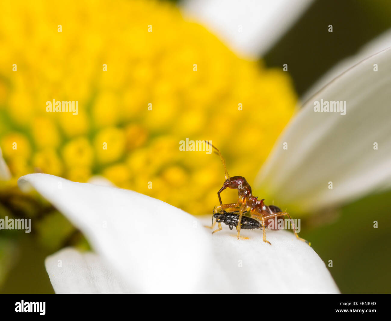 Samson Insectis Samsel bug (Himacerus mirmicoides), Young larva eats a captured thrips ...