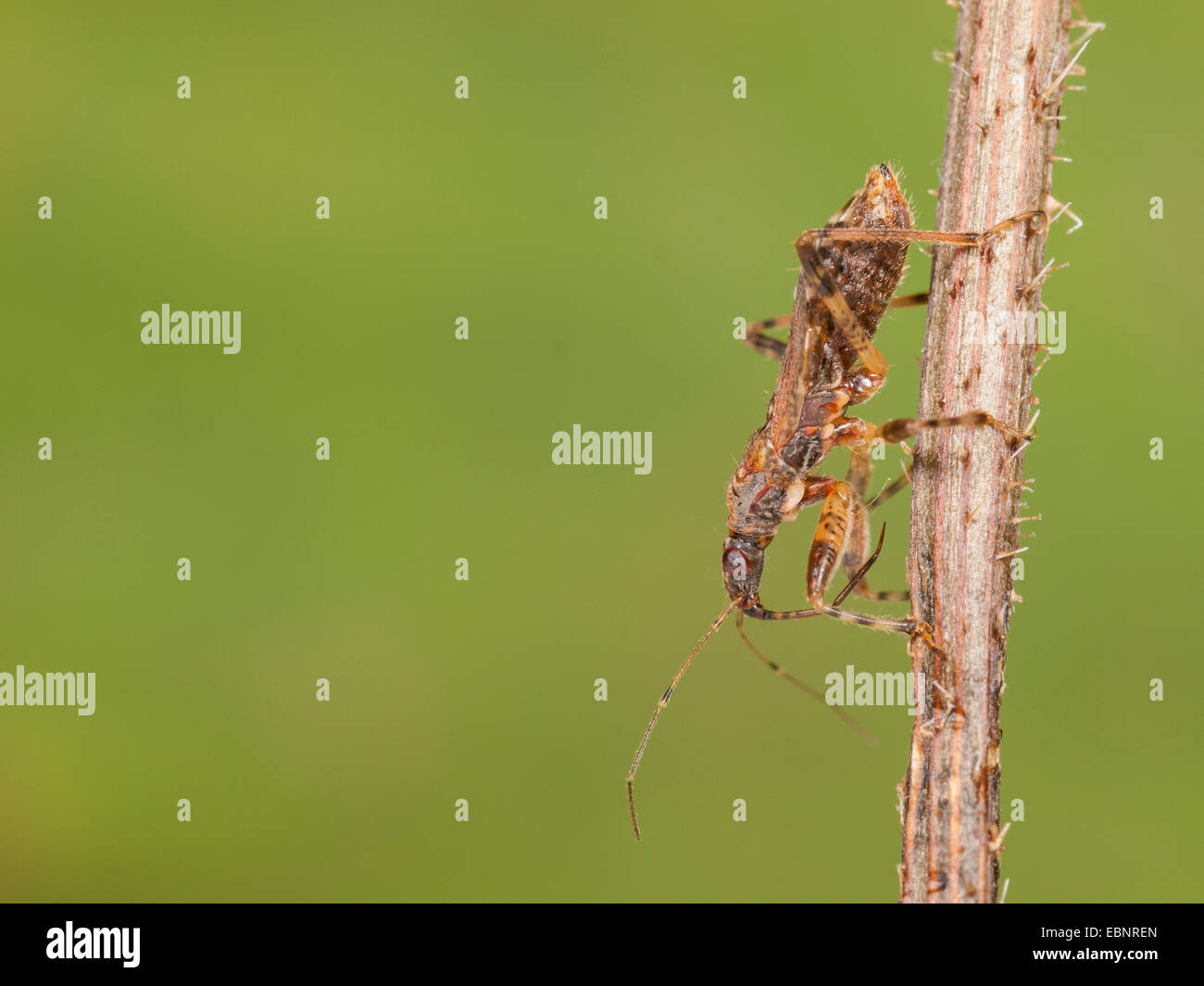 Samsel bug (Himacerus mirmicoides), Female hunting on crepis , Germany Stock Photo