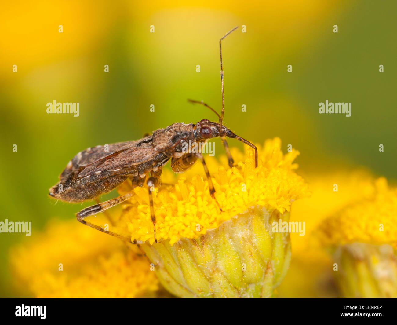 Samsel bug (Himacerus mirmicoides), adult female hunting on tansy , Germany Stock Photo
