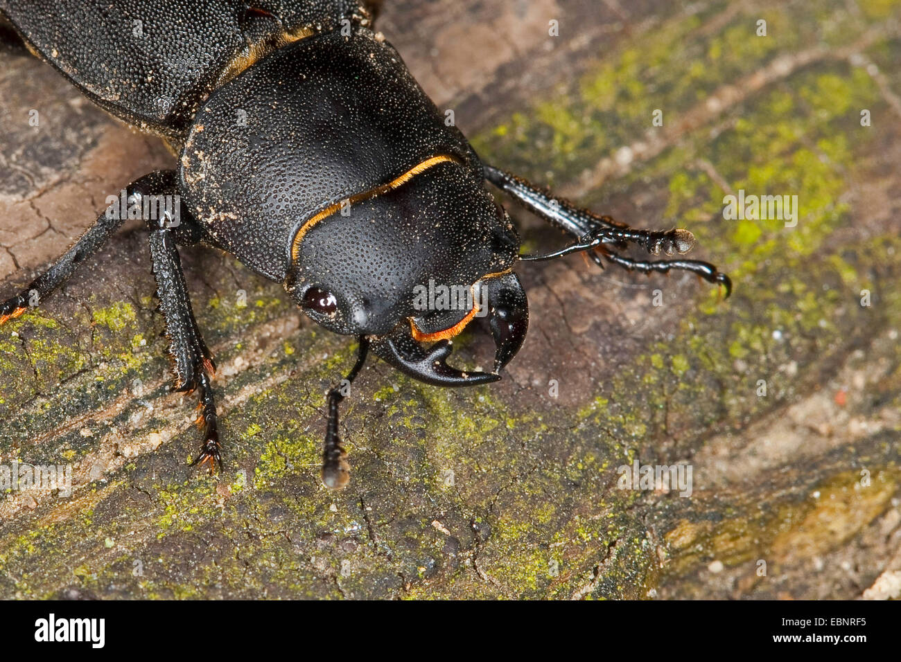 Lesser stag beetle (Dorcus parallelipipedus), on deadwood, closeup of the head, Germany Stock Photo