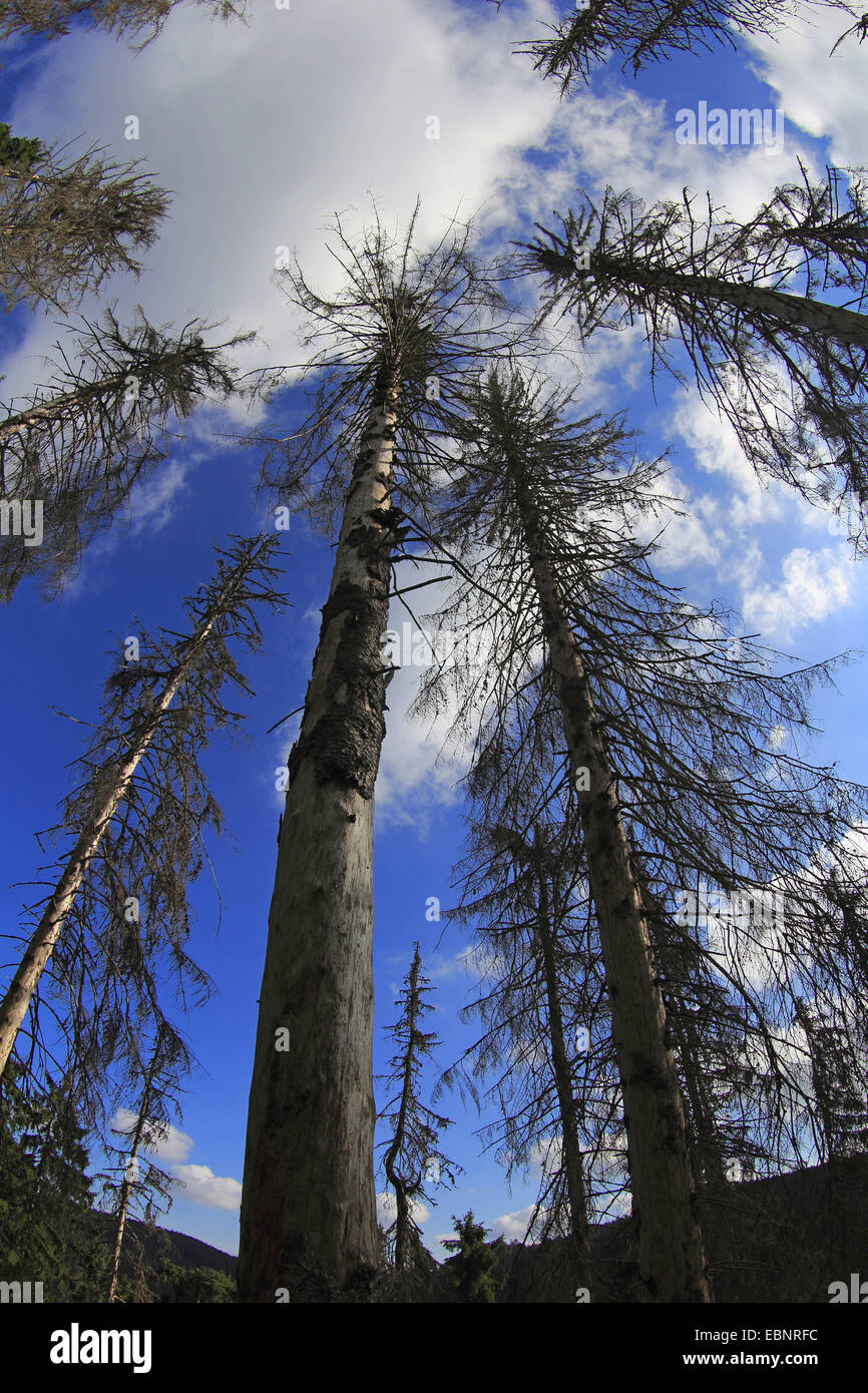 Dead Spruce Trees Picea Abies High Resolution Stock Photography and Images Alamy