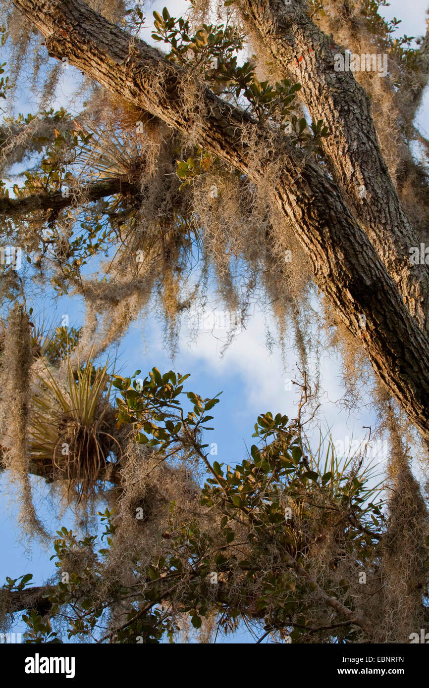 old man's beard, spanish moss (Tillandsia usneoides), tree covered with spanish moss, USA
