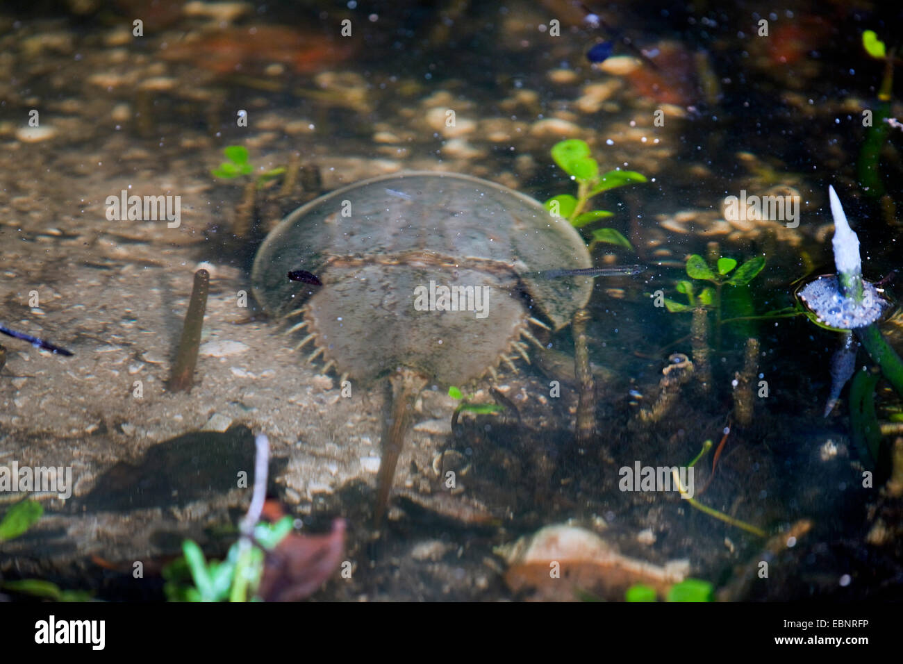 Horseshoe crabs (Limulus polyphemus), in shallow water, USA, Florida, J.N. Ding Darling National