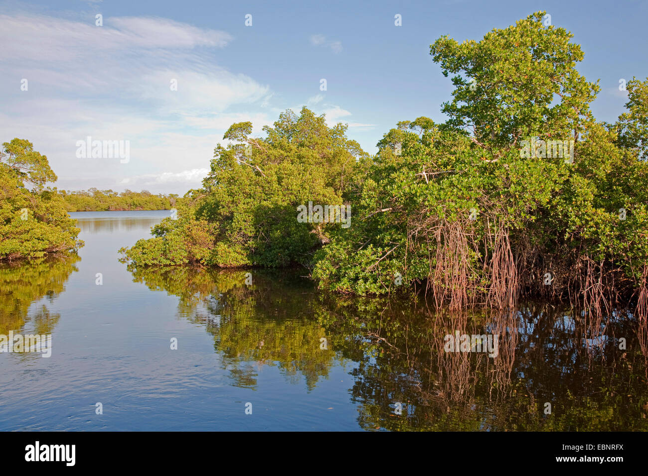 mangroves of Sanibel Island in evening light, USA, Florida, J.N. Ding