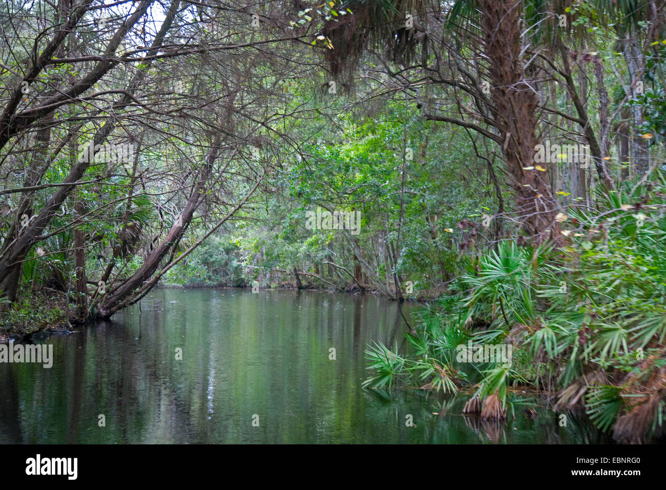 river in tropical forest, USA, Florida, Homosassa Springs Wildlife State Park, Homosassa Springs Stock Photo