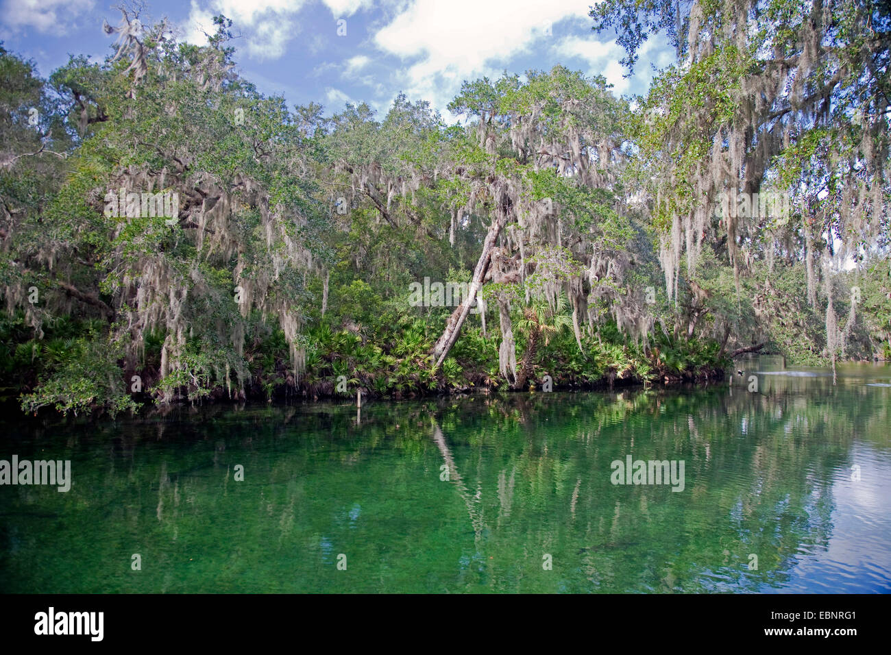 old man's beard, spanish moss (Tillandsia usneoides), trees with spanish mosses at the riverbank