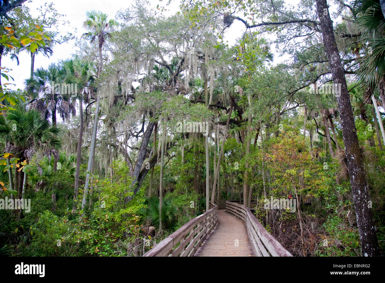old man's beard, spanish moss (Tillandsia usneoides), woodway in tropical vegetation with spanish mosses, USA, Florida, Blue Spring State Park Stock Photo