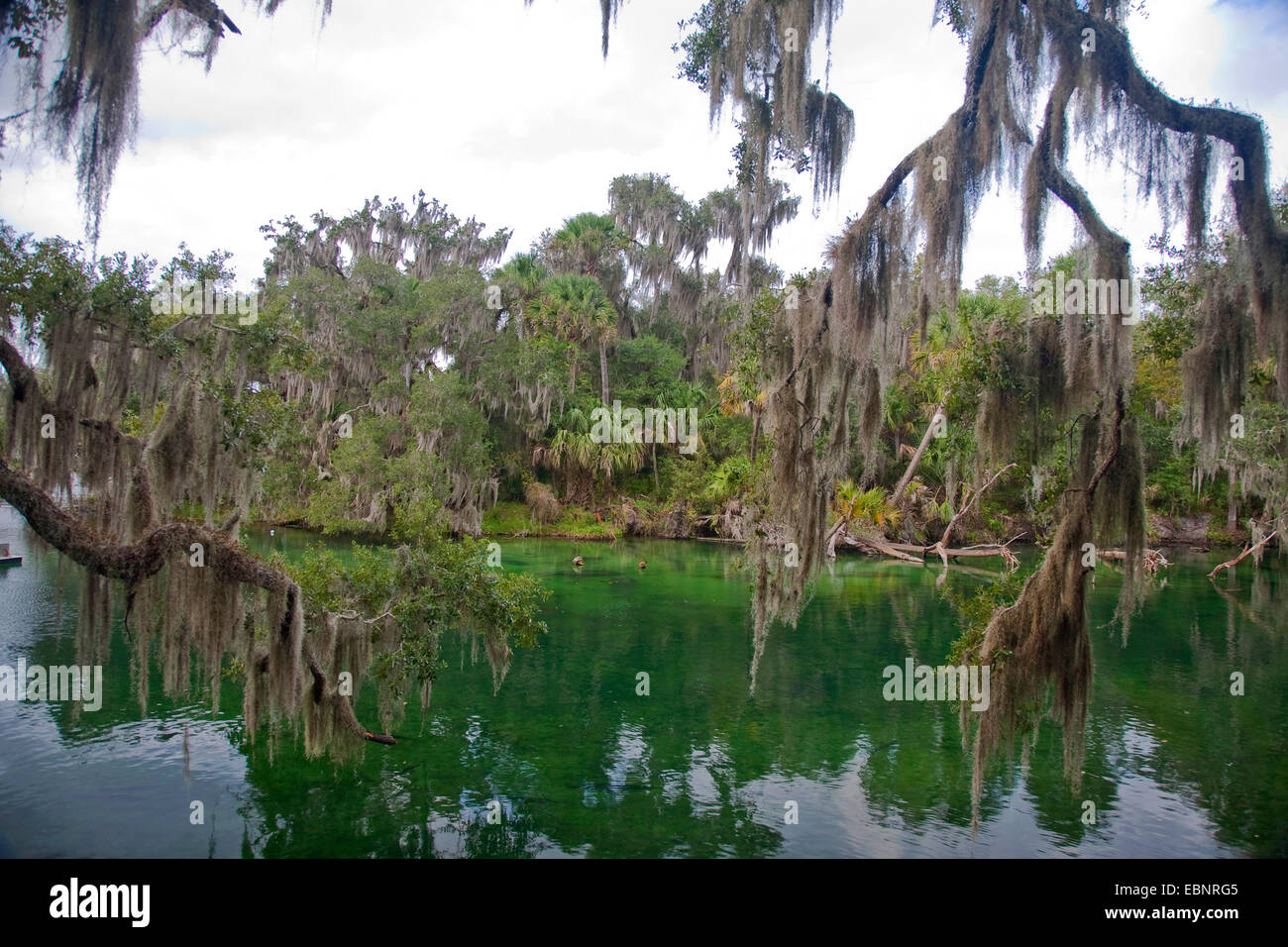old man's beard, spanish moss (Tillandsia usneoides), tropical vegetation with spanish mosses at