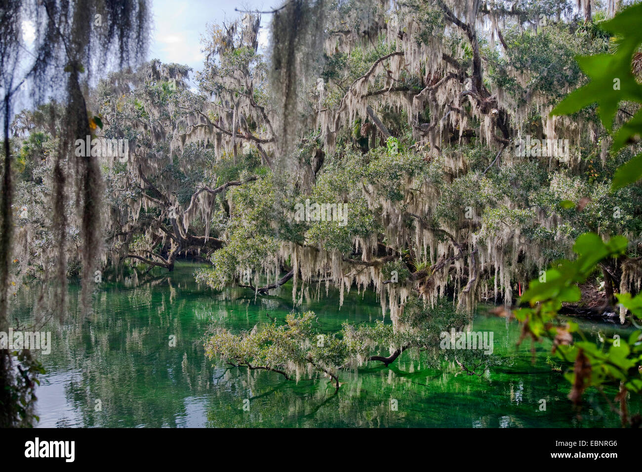 old man's beard, spanish moss (Tillandsia usneoides), tropical vegetation with spanish mosses at the riverbank, USA, Florida, Blue Spring State Park Stock Photo