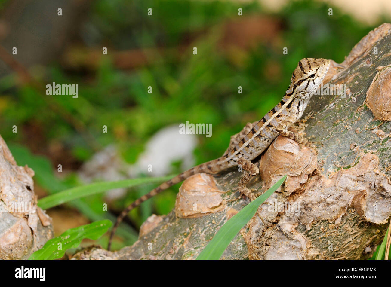 Chameleon Indian Lizard Stock Photos & Chameleon Indian 