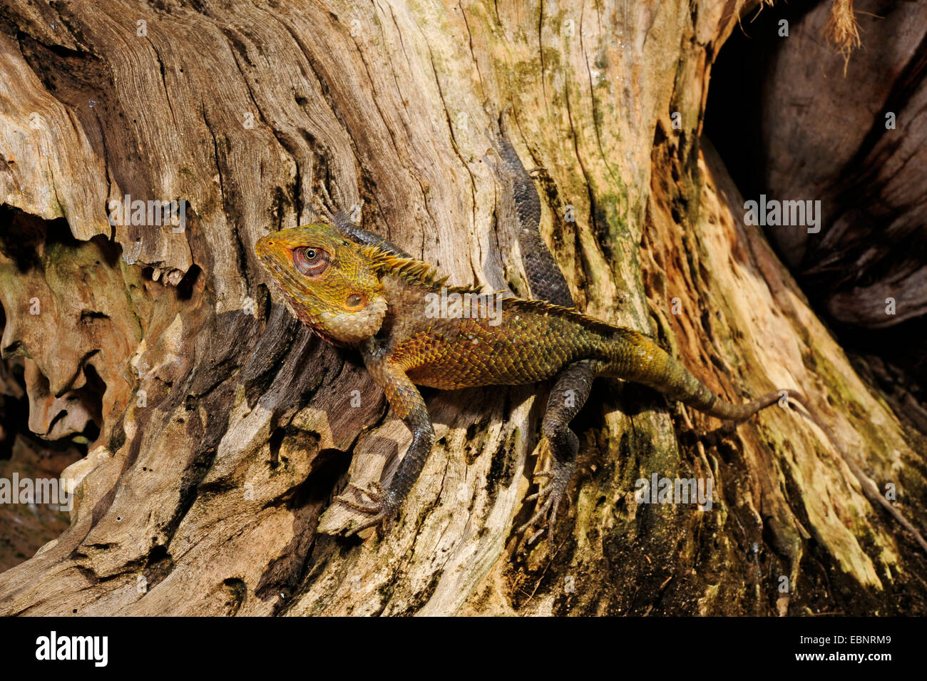 common bloodsucker, Indian variable lizard, variable agama, chameleon (Calotes versicolor), on a tree snag, Sri Lanka Stock Photo