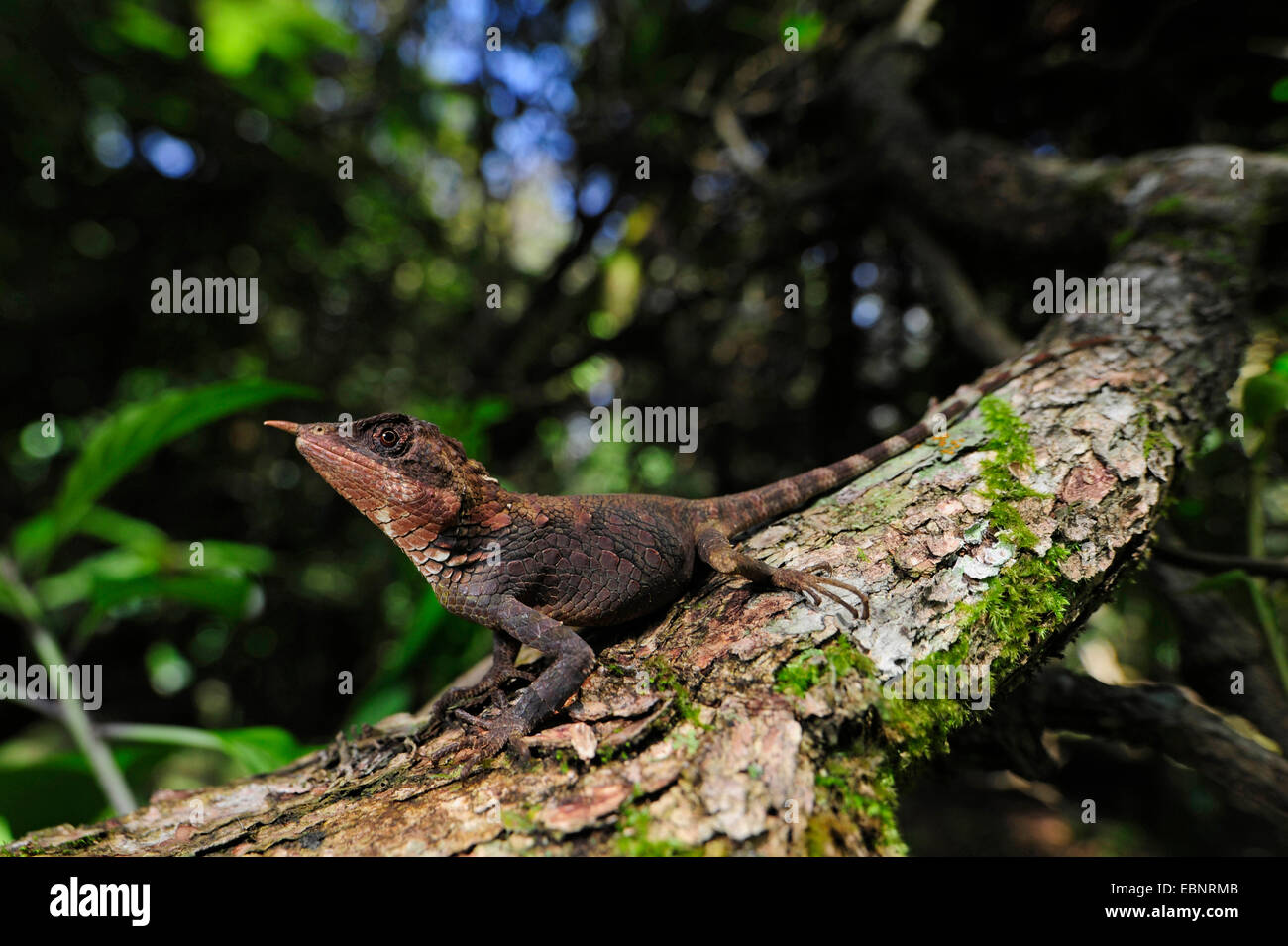 Rhino-horned Lizard (Ceratophora stoddartii), female, Sri Lanka, Horton Plains National Park Stock Photo