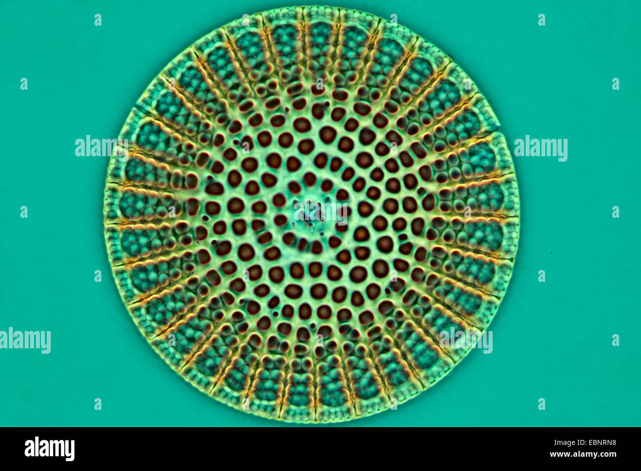 fossile diatom in phase-contrast and interference contrast Stock Photo