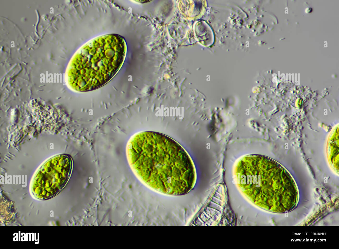 Green Algae Under Microscope