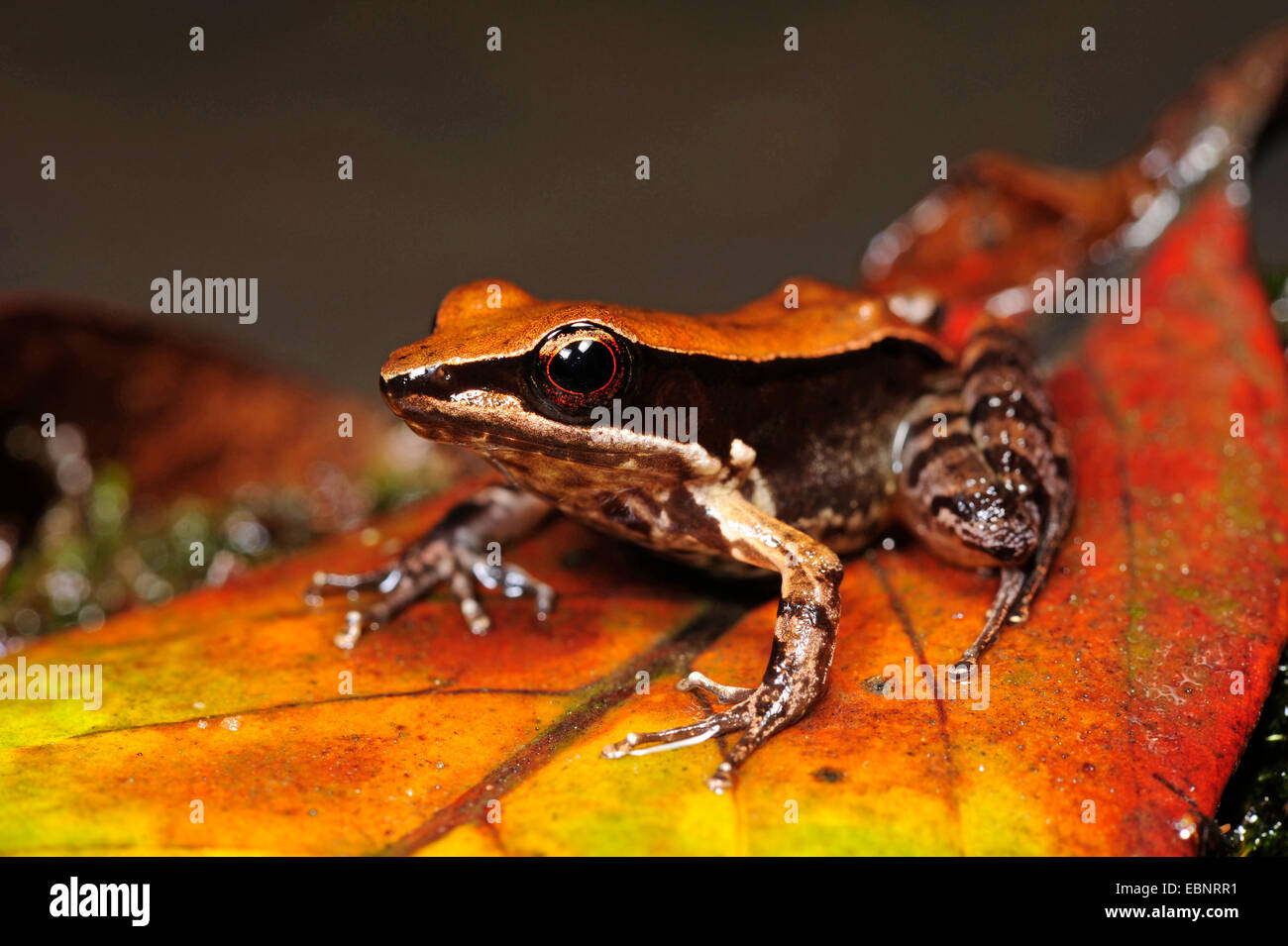 Bronzed Frog (Hylarana cf. temporalis), on a coloured leaf, Sri Lanka, Sinharaja Forest-Nationalpark Stock Photo