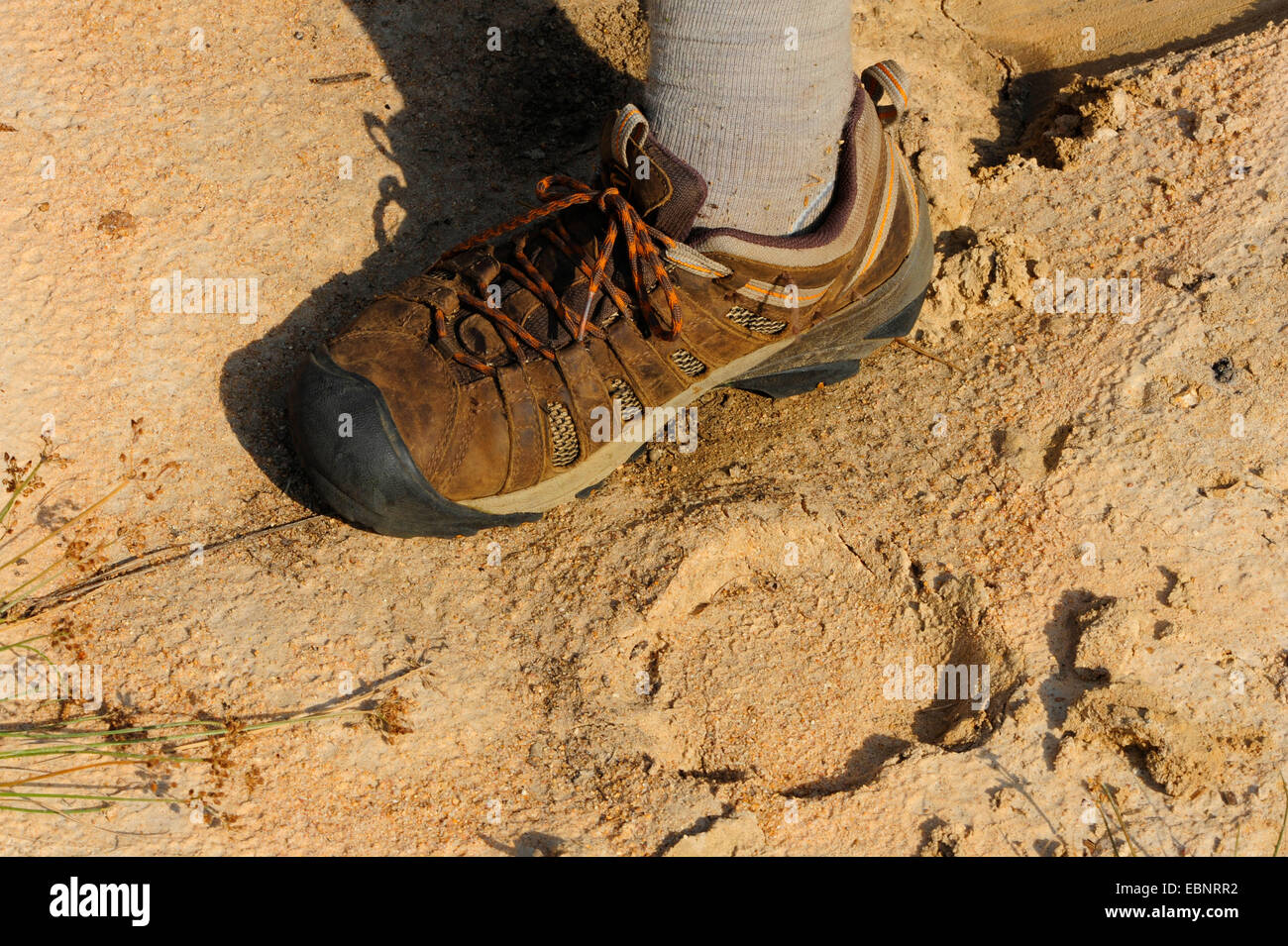 Elephant footprint hi-res stock photography and images - Alamy