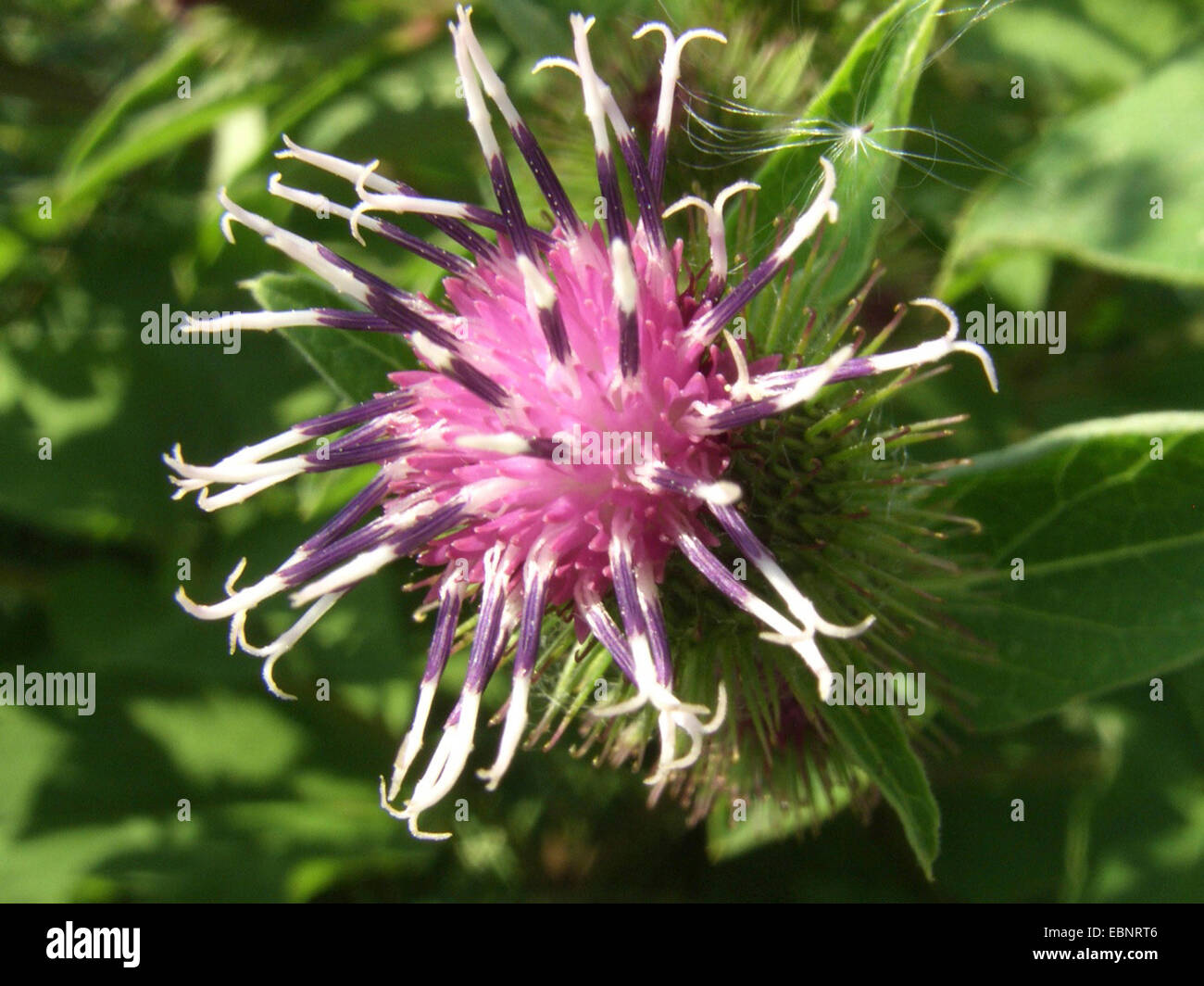 common burdock, lesser burdock (Arctium minus, Arctium minus ssp. minus), blooming, Germany Stock Photo