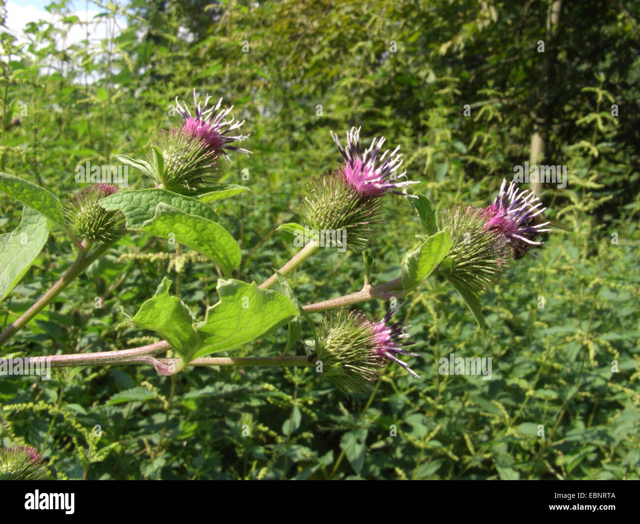common burdock, lesser burdock (Arctium minus, Arctium minus ssp. minus), blooming, Germany Stock Photo