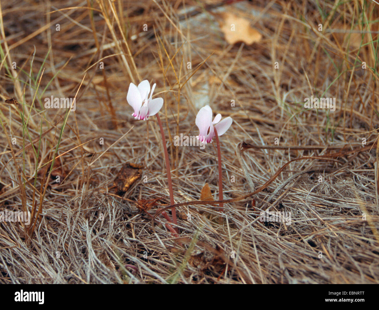 Greek sowbread (Cyclamen graecum), blooming between dry gras, Greece, Peloponnese Stock Photo