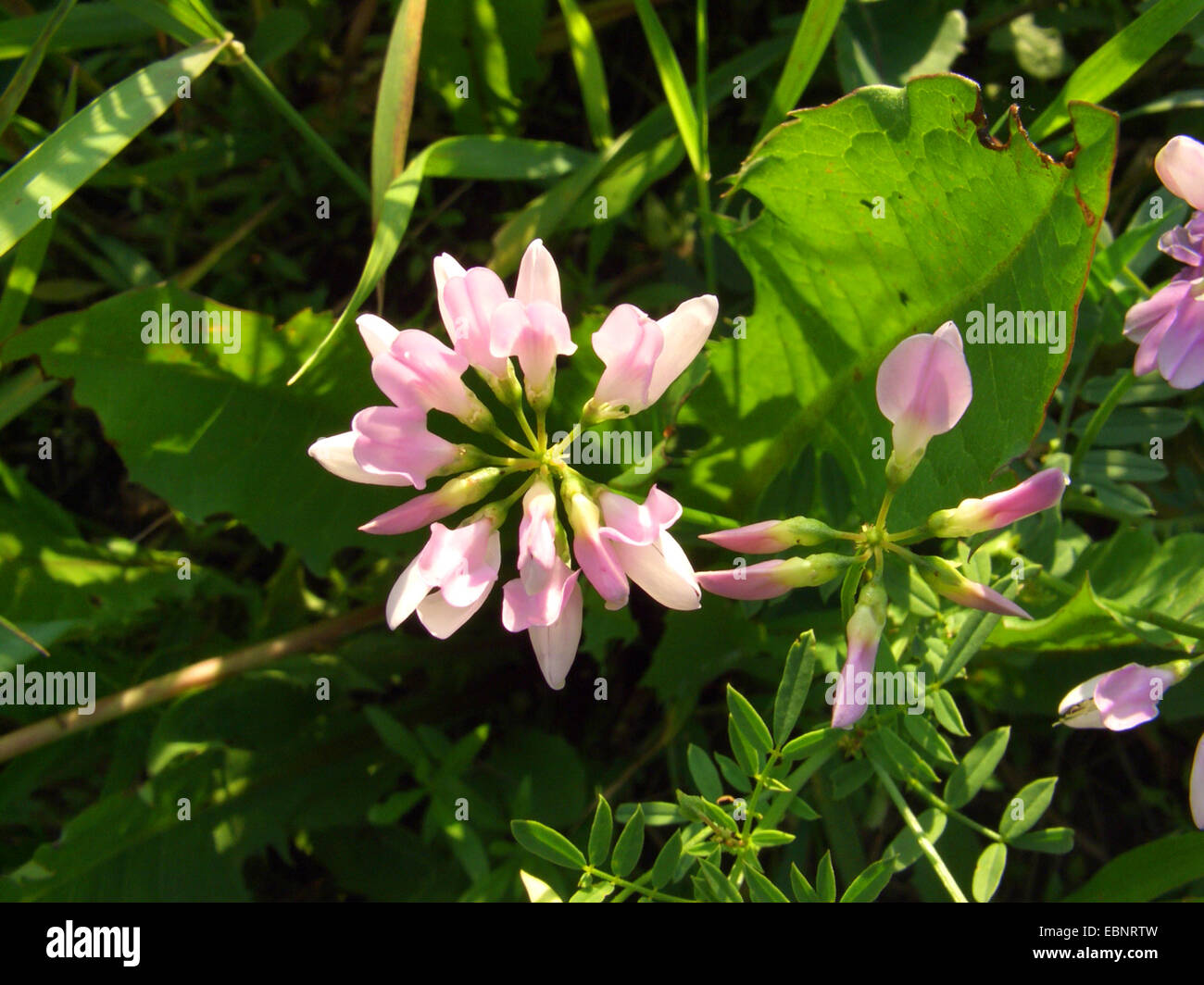 crown vetch, trailing crownvetch, common crown-vetch (Securigera varia
