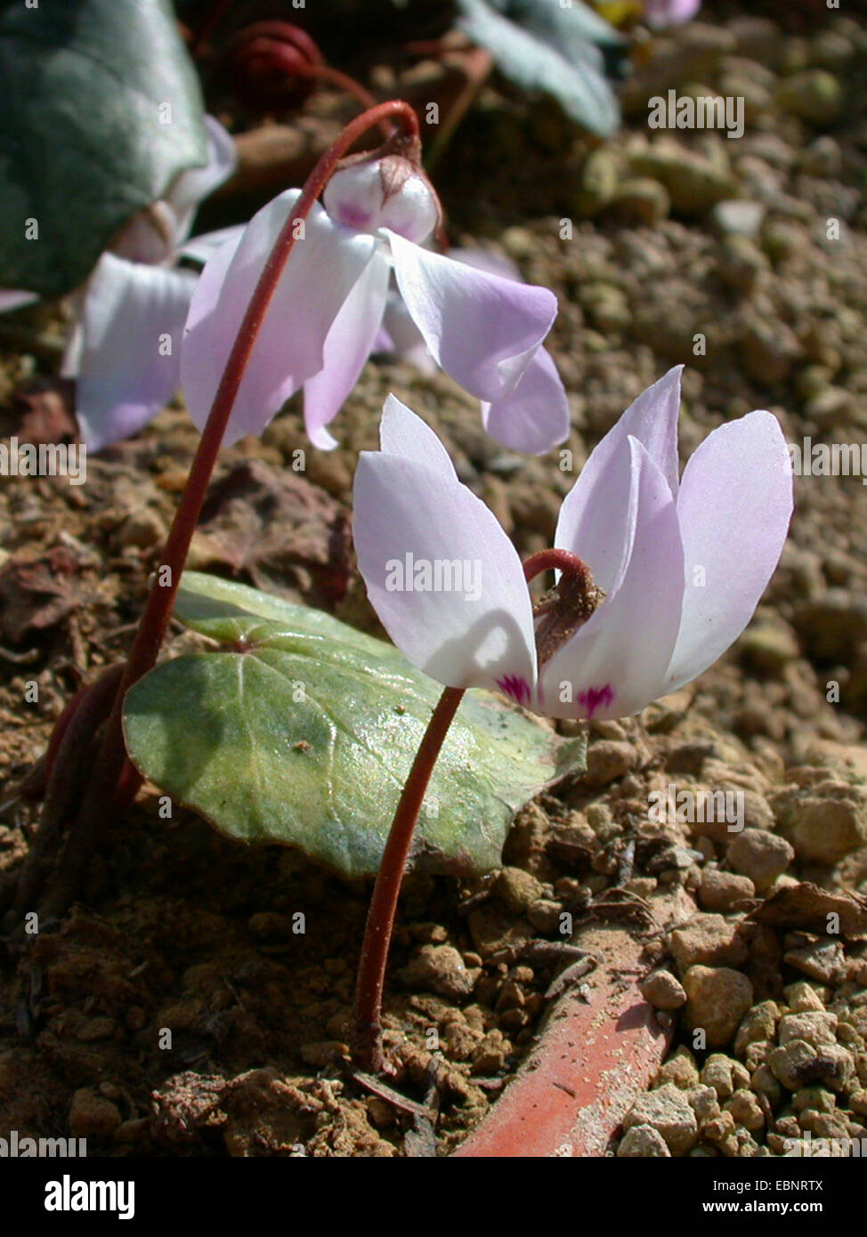 Lebanon cyclamen (Cyclamen libanoticum), flowers Stock Photo Alamy
