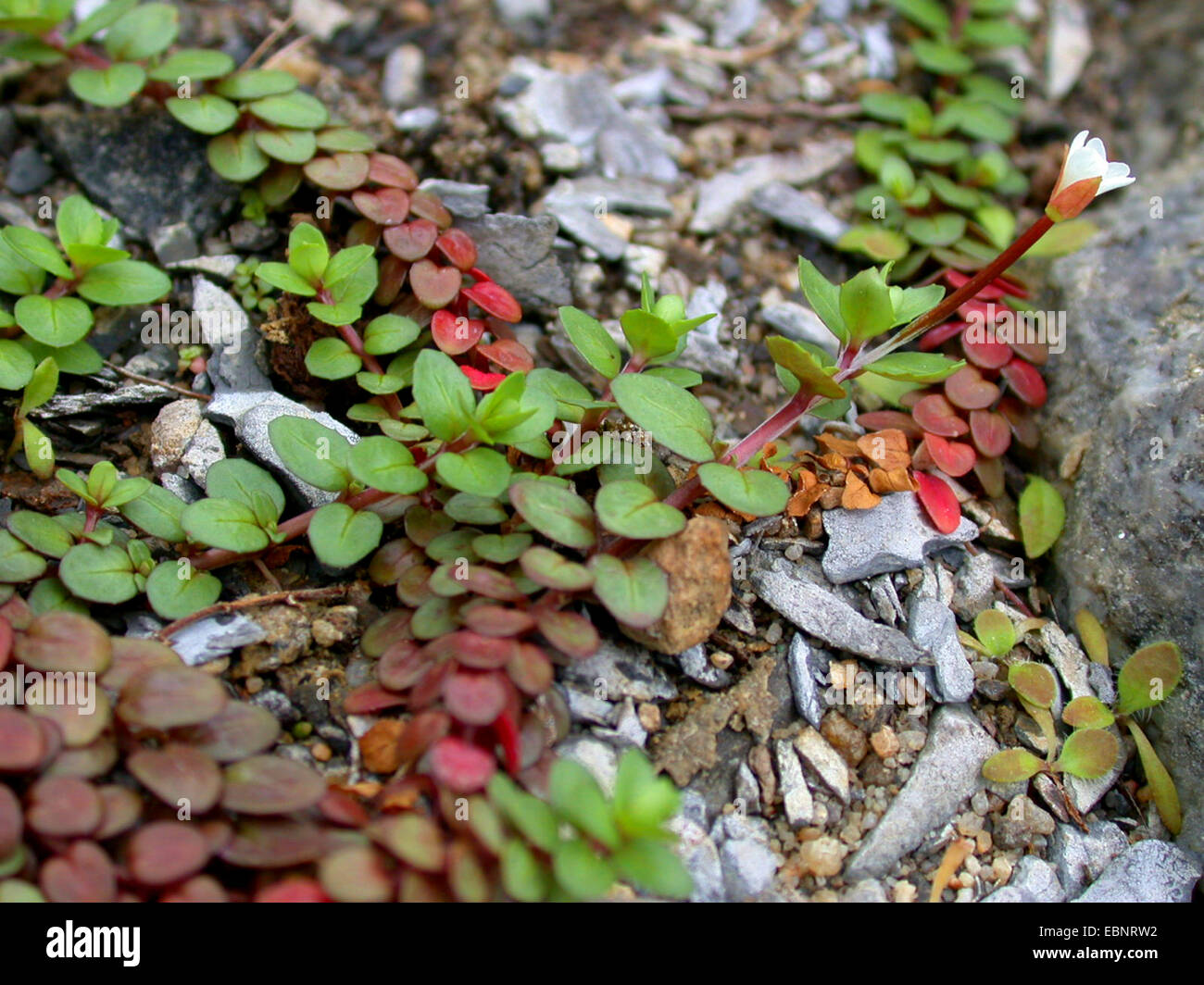 Rockery Willowherb, New Zealand Willowherb (Epilobium pedunculare, Epilobium linnaeoides), blooming Stock Photo