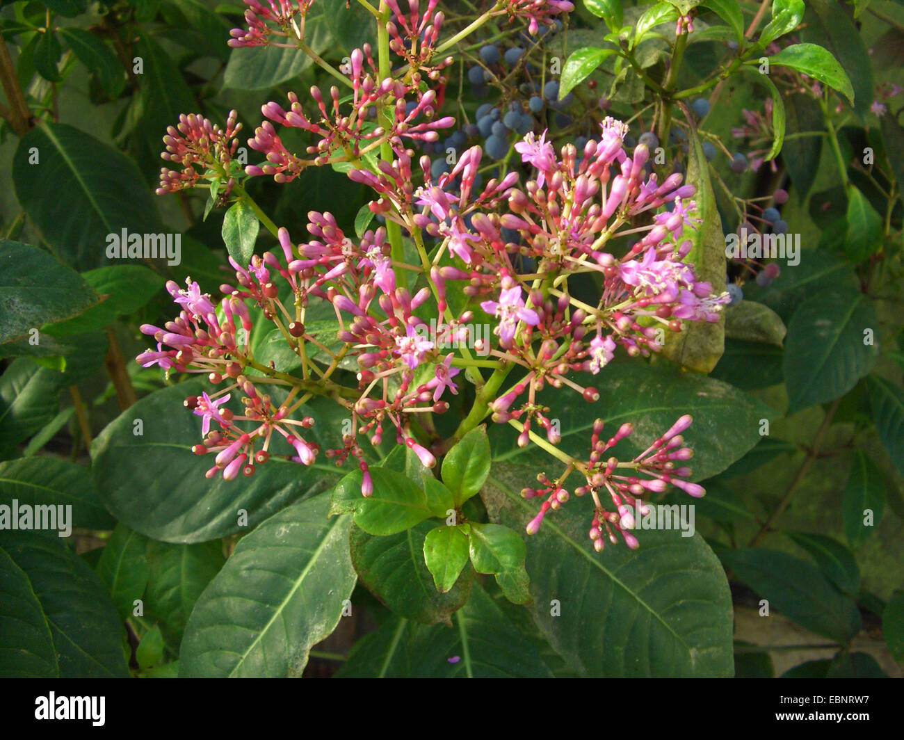 Shrubby Fuchsia, Paniculate Fuchsia (Fuchsia paniculata), blooming Stock Photo