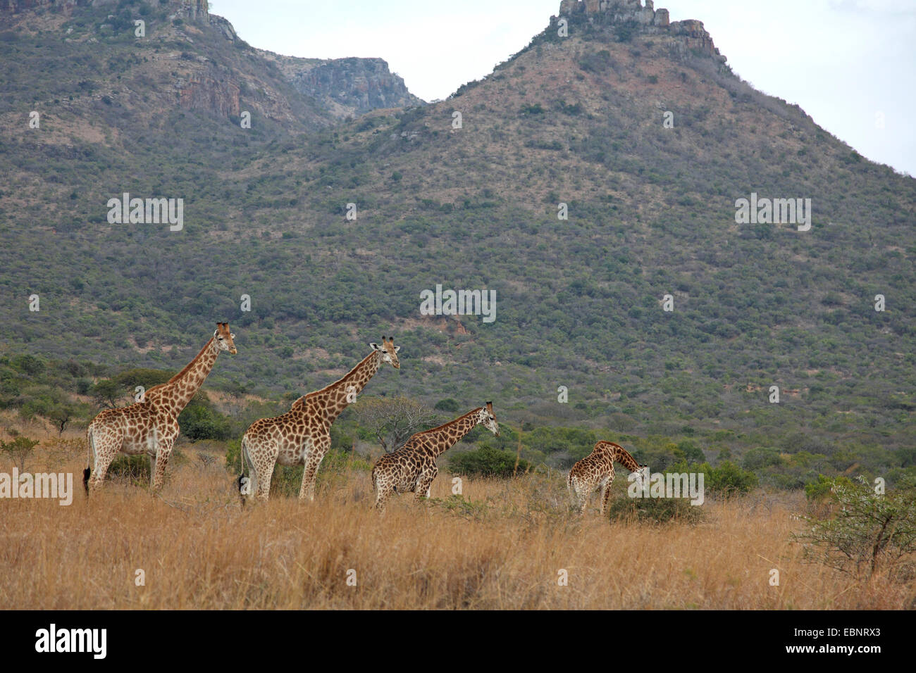 giraffe (Giraffa camelopardalis), group stands in grassland, South Africa, Ithala Game Reserve, Kwazulu-Natal Stock Photo