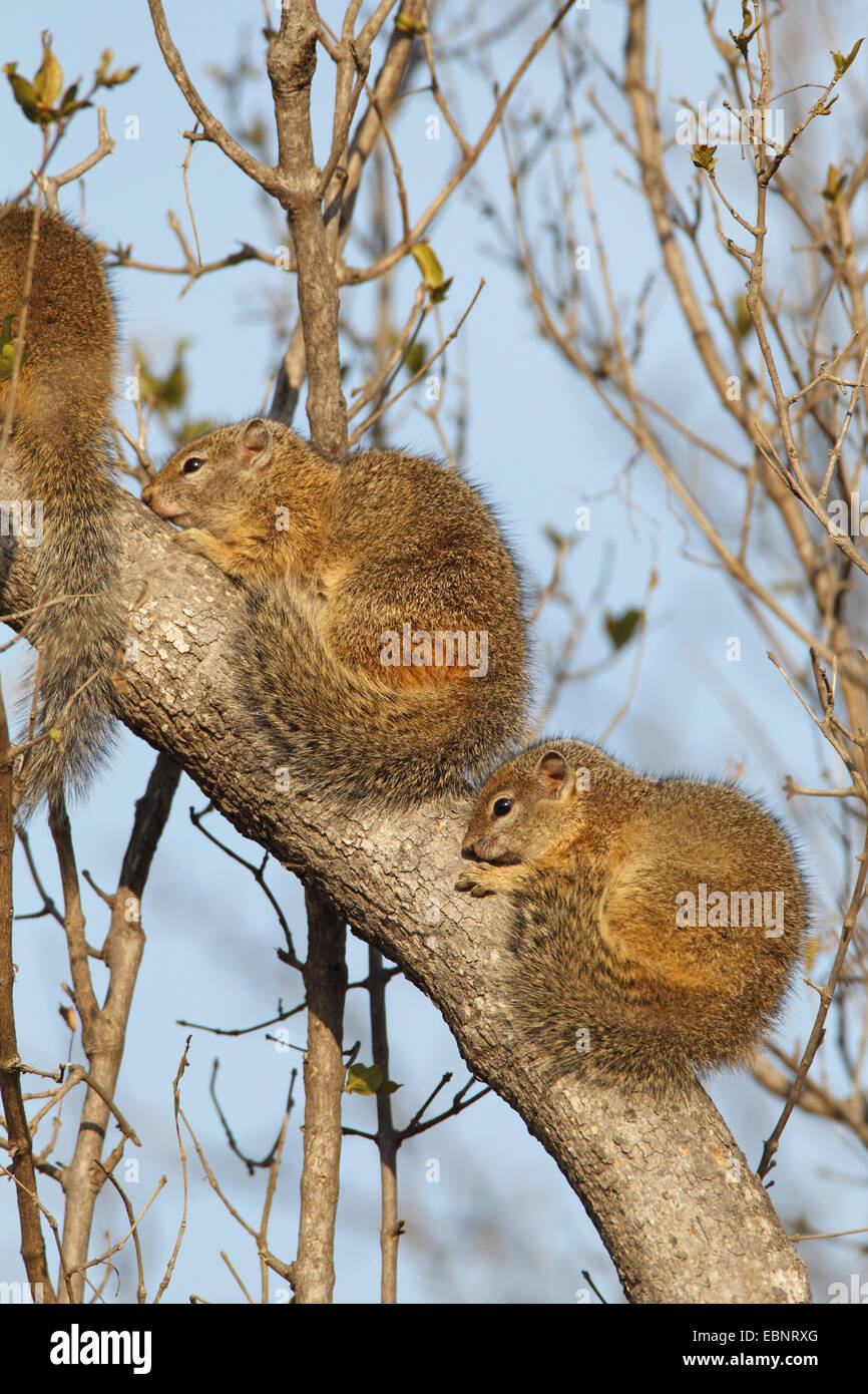 Smith's bush squirrel (Paraxerus cepapi), squirrels warm up on a tree stem in the morning sun, South Africa, Kruger National Park Stock Photo
